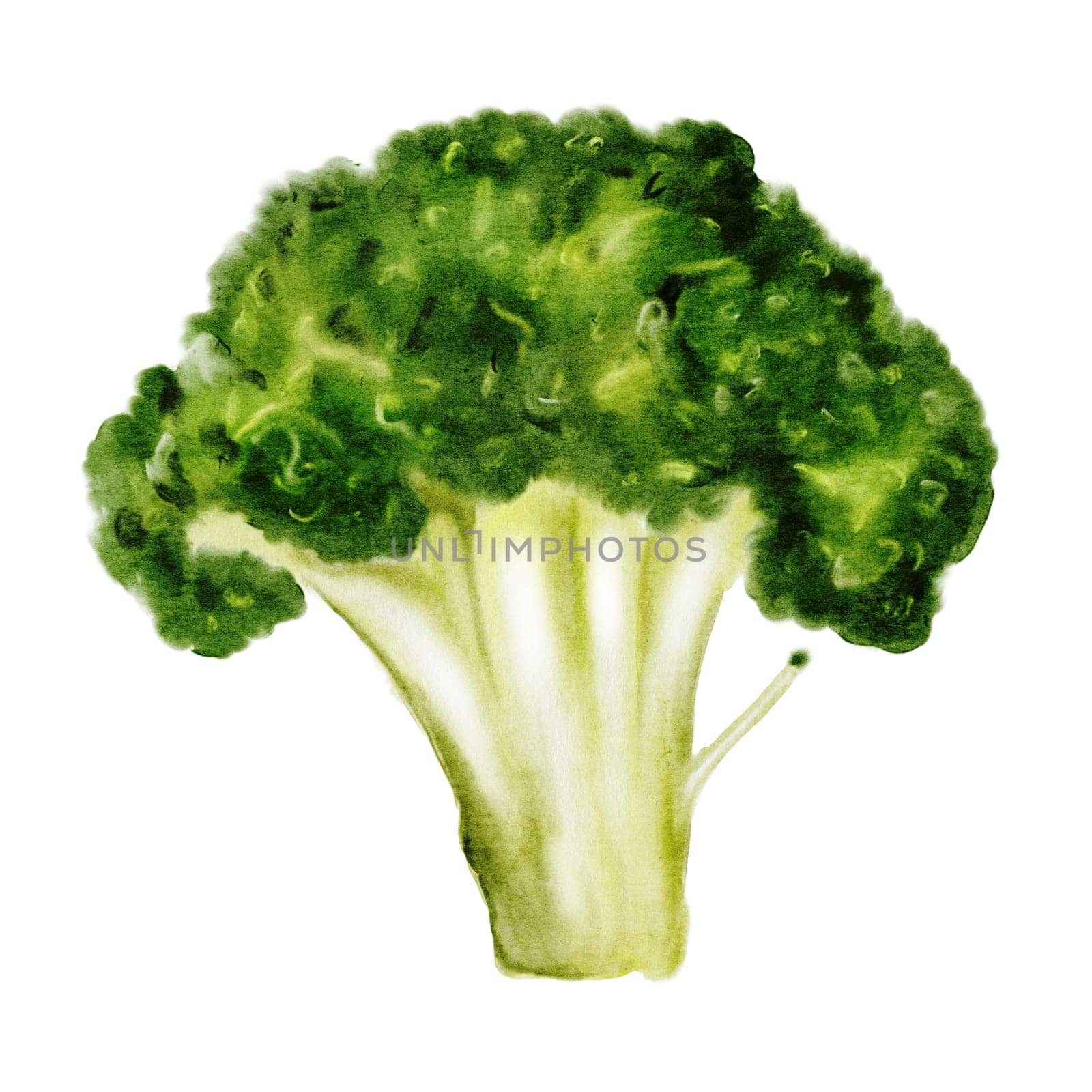 Broccoli watercolor. Cruciferous cabbage hand drawn on isolated white background. Clip art food. Ideal for restaurant menus, recipe books and organic vegetable packaging. High quality illustration