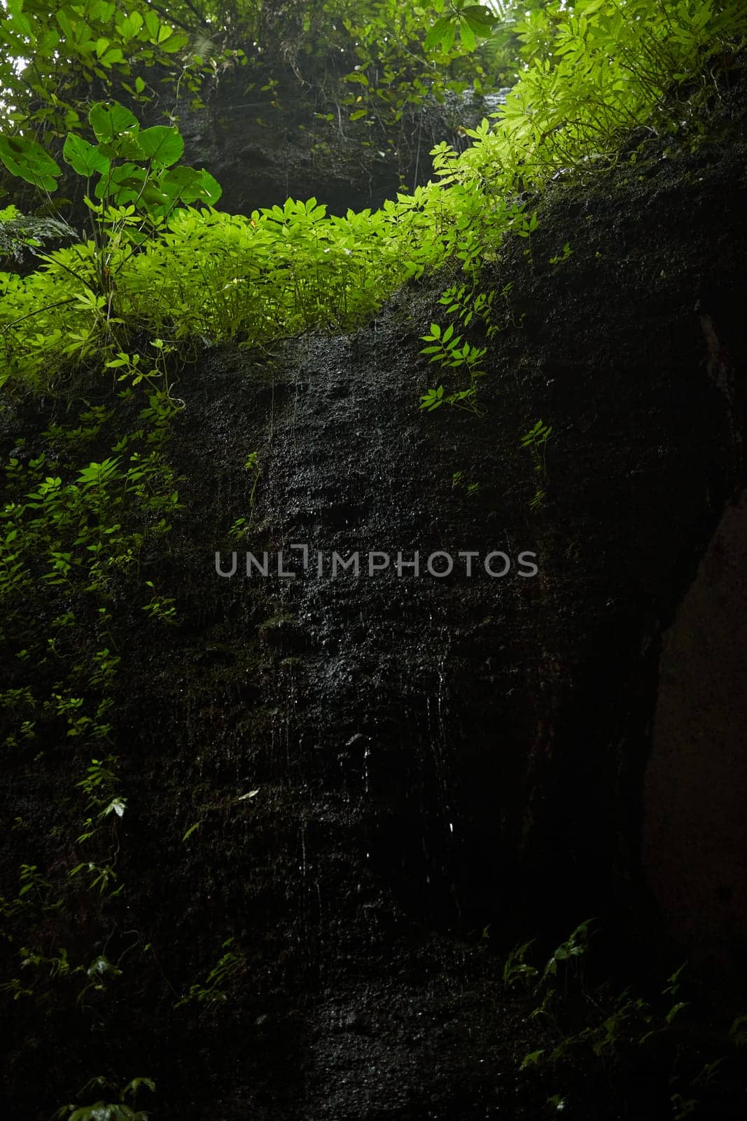 Close-up of rocks and stones in the jungle covered with moss and green plants