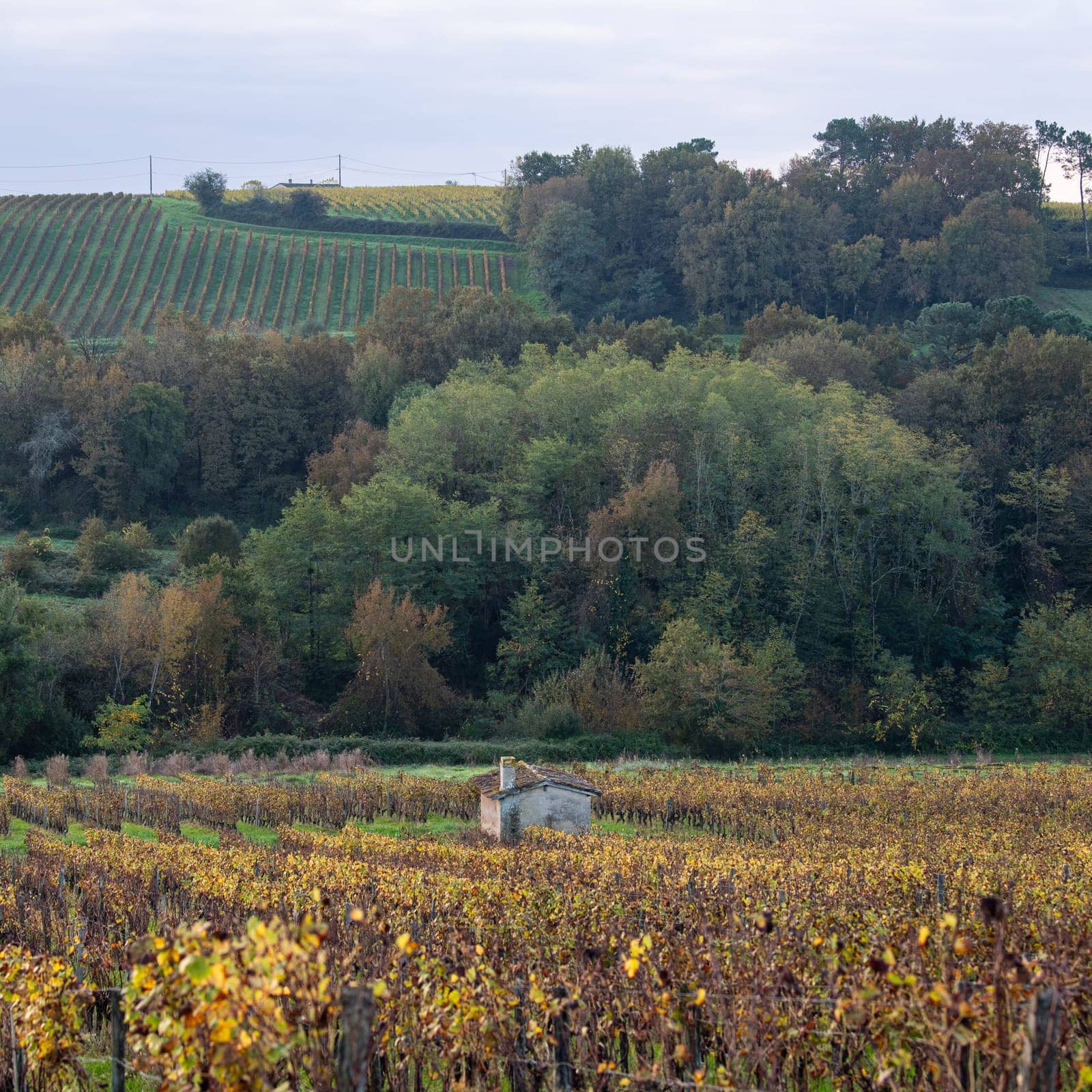 FRANCE, GIRONDE, ENTRE DEUX MERS VINEYARDS, STONE CABIN WITH AUTUMN COLORS, High quality photo