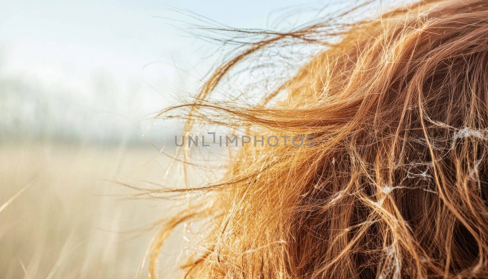 Long beautiful red hair blowing in the wind in a natural outdoor setting