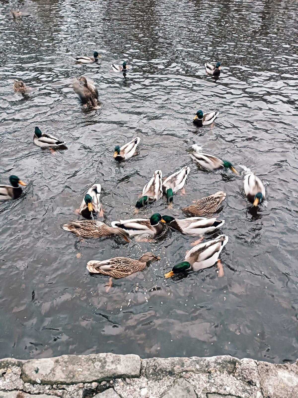 Ducks and drakes swim, chase each other in a lake or river in a city park ducks feeding in winter . High quality illustration