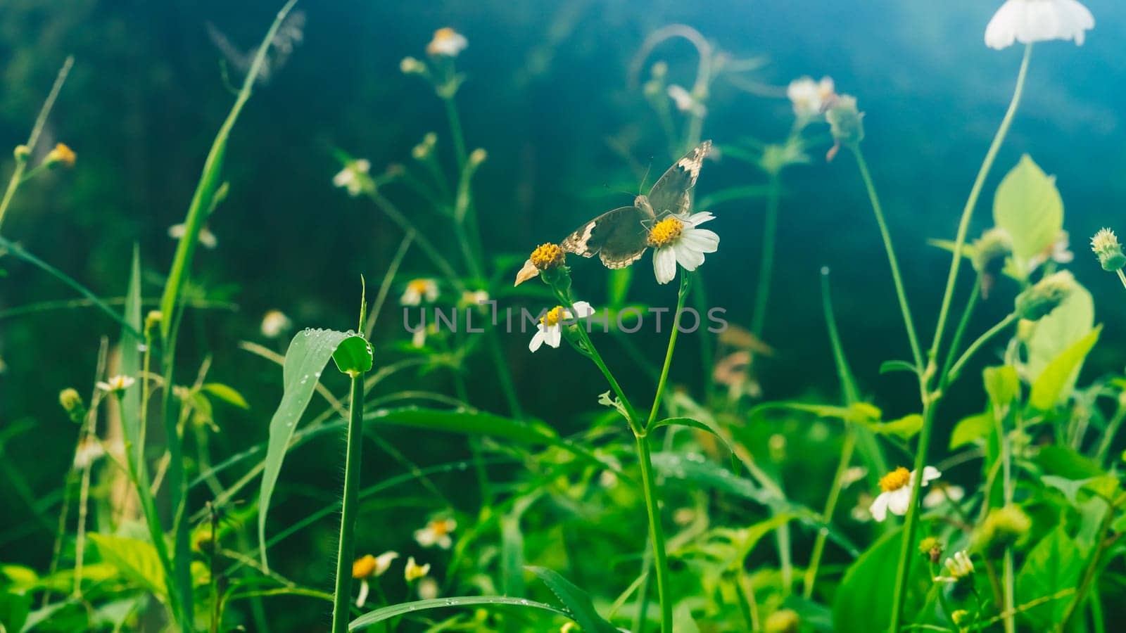 Summer mood background. Energy of Magic wild flora and fauna. Flowers, grass, butterflies.