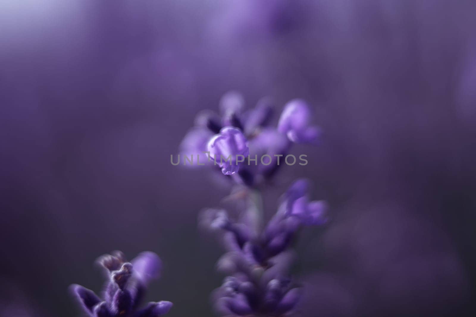 Here's a caption describing the image: Close-up of lavender blossoms. Purple flowers in soft focus, shallow depth of field. Delicate petals and stems. A tranquil, natural scene.