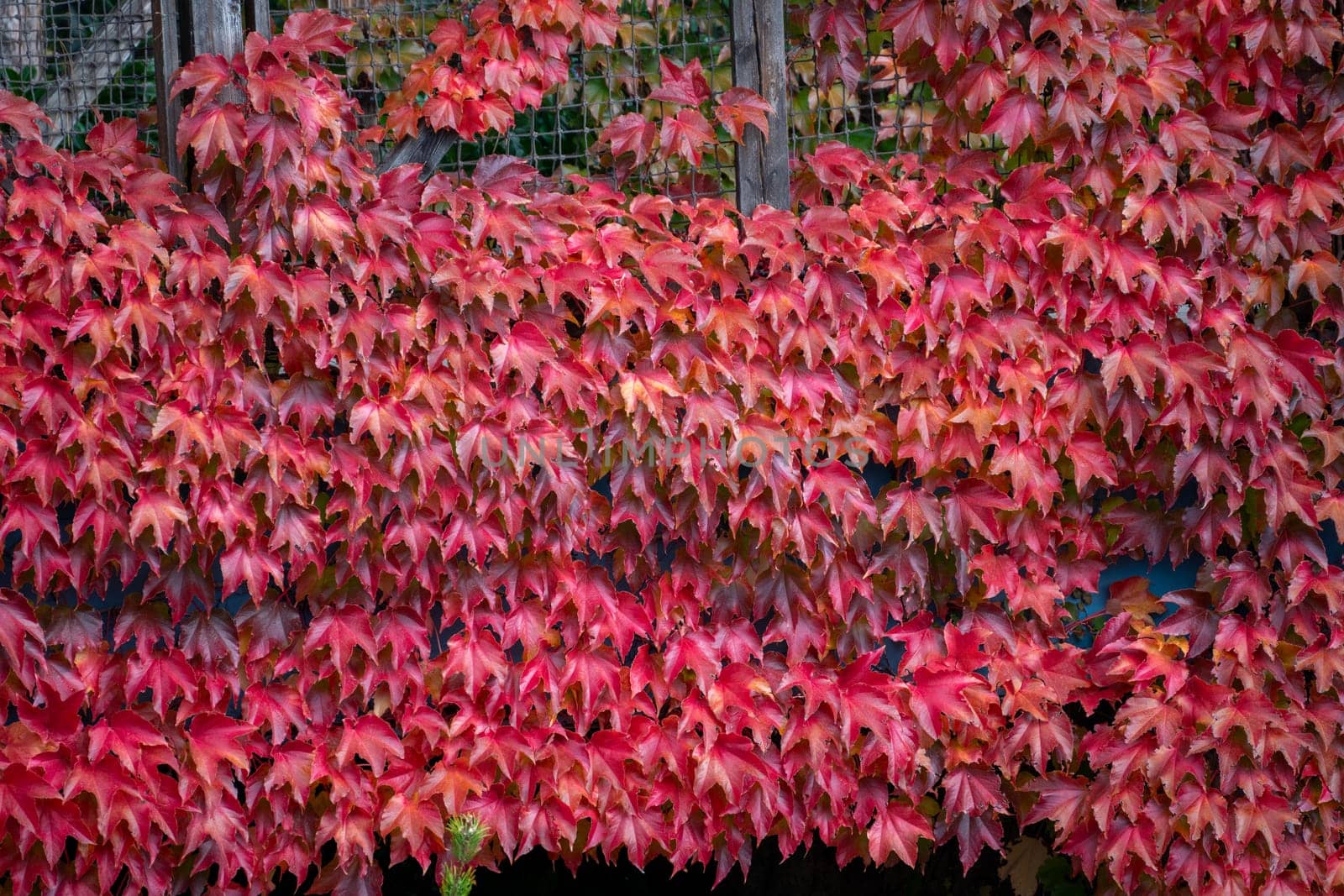 A wall is completely covered in vibrant red and orange leaves. The leaves are all different shades of red and orange, creating a beautiful mosaic. The leaves are so thick that they block out the wall behind them.