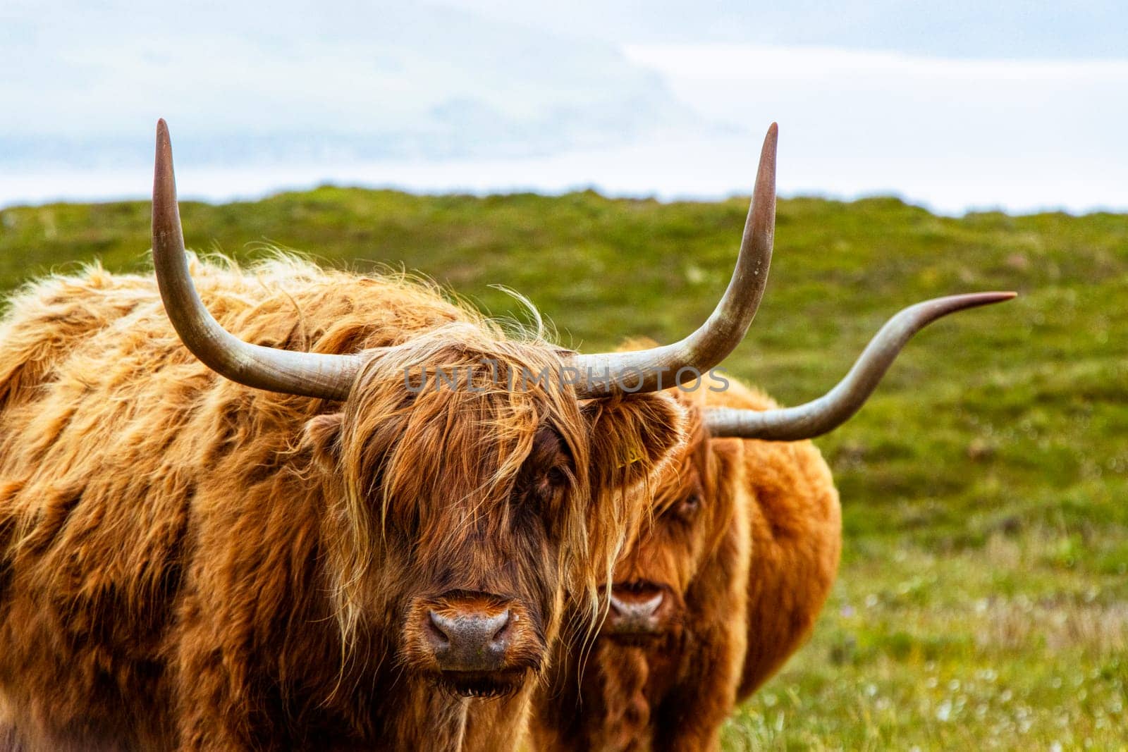 Two highland cows look at the camera with their distinctive orange fringe and large, curved horns. Shot in the rural Isle of Skye in Scottish highlands, Scotland.