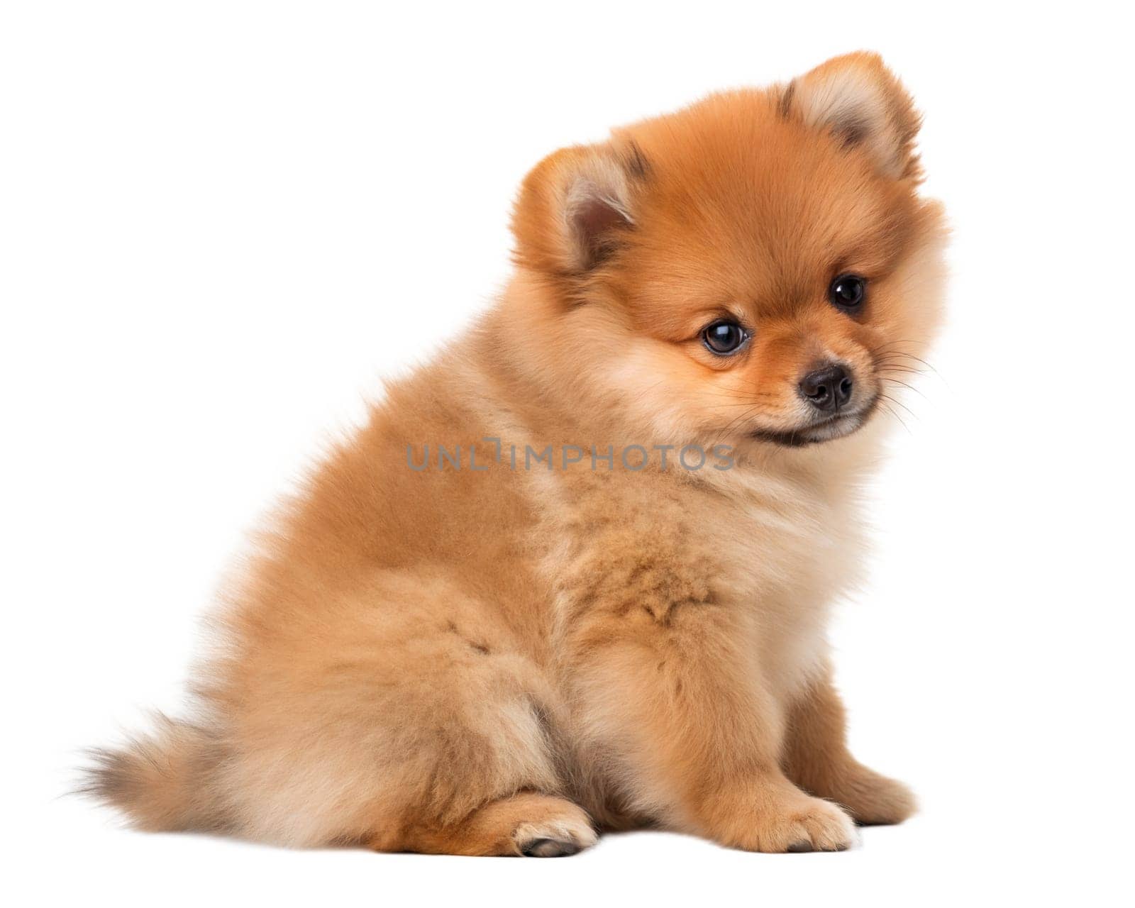 Puppy of ginger Spitz dog sitting and looking at the camera, isolated on white background. Ai generated image