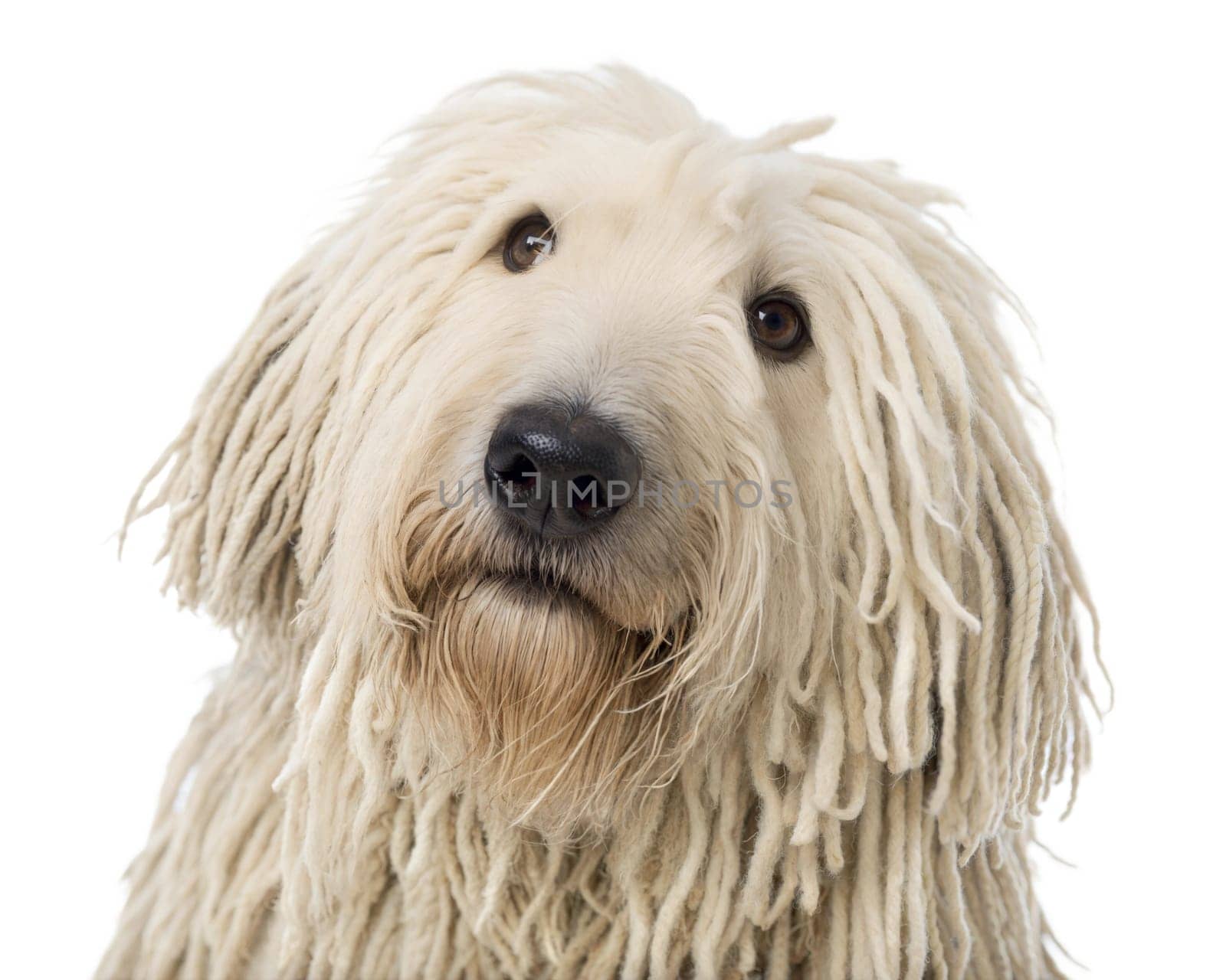 Komondor (Hungarian sheepdog) portrait isolated on white background. Komondor dog headshot on white. Ai generated image