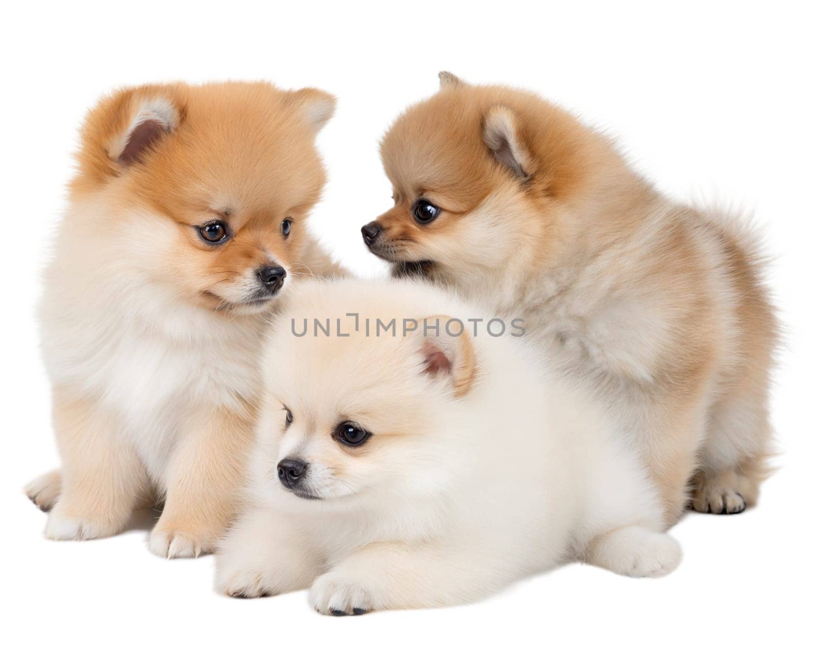 Puppies of Spitz dog. Three puppies of Pomeranian Spitz isolated on white background. Ai generated image