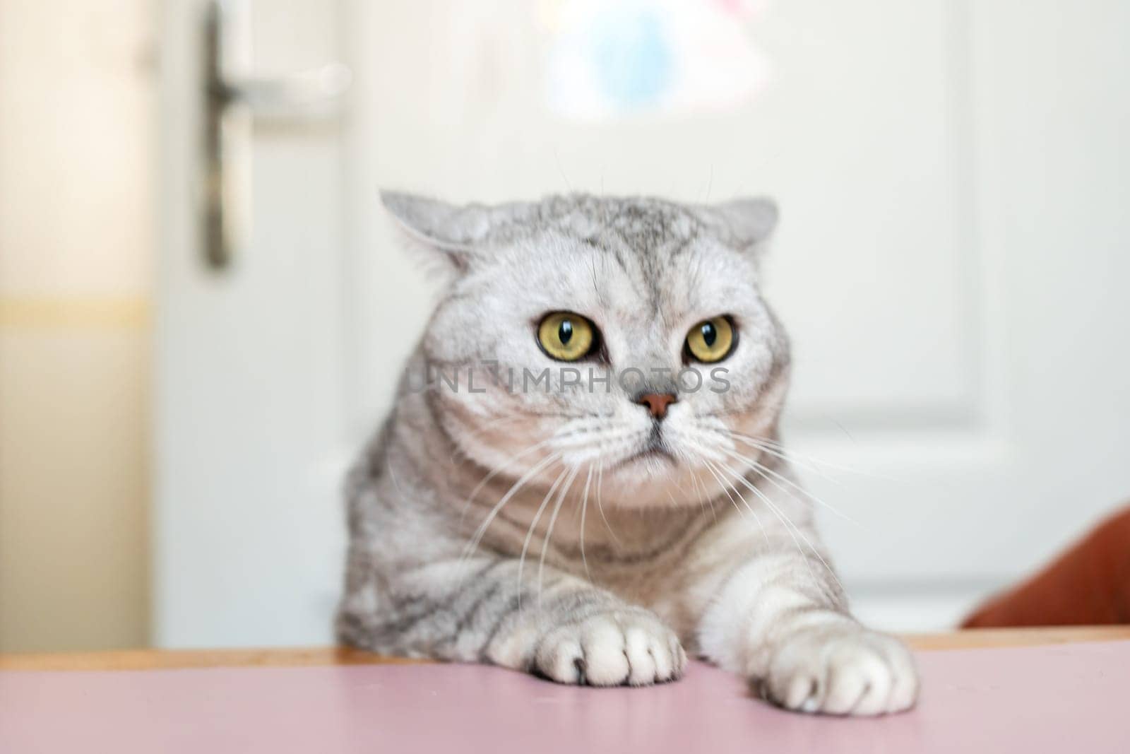 A silver tabby cat with yellow eyes sits on a pink table, staring intently at something out of frame.