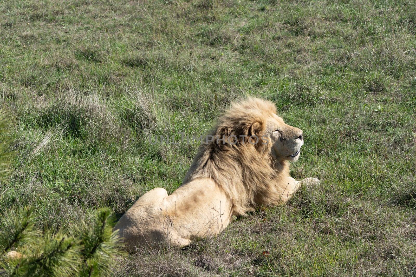 A large male lion with a thick mane lies on the ground, looking towards the right side of the frame. The lion is in a grassy field.