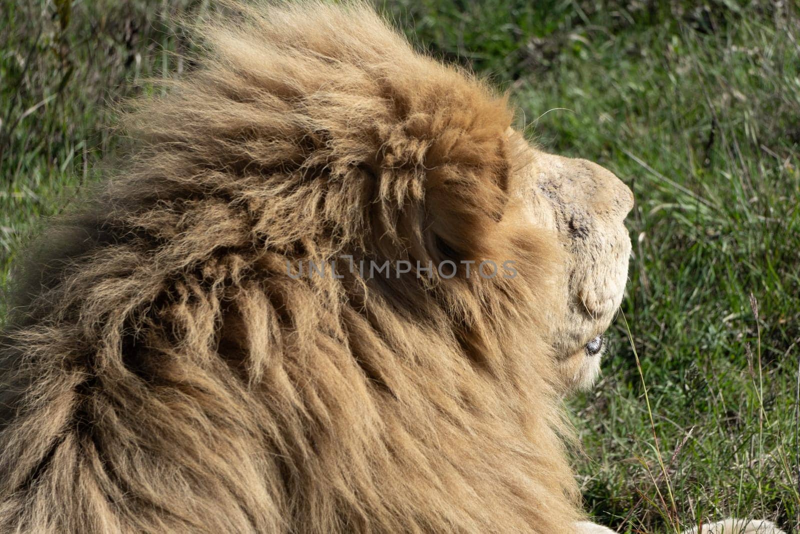 A majestic lion with a thick mane is seen in profile, gazing off into the distance. The lion is in a grassy field.