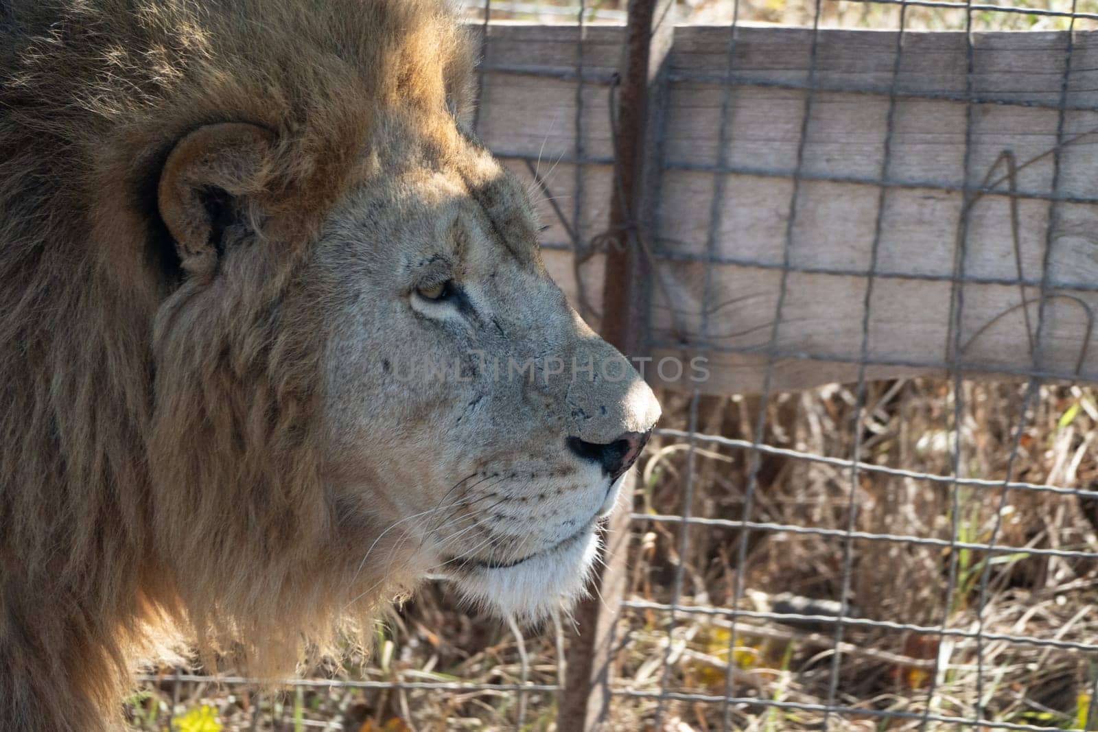 A lion with a thick mane looks intently to the right, standing behind a wire fence. The lion is in a grassy enclosure.