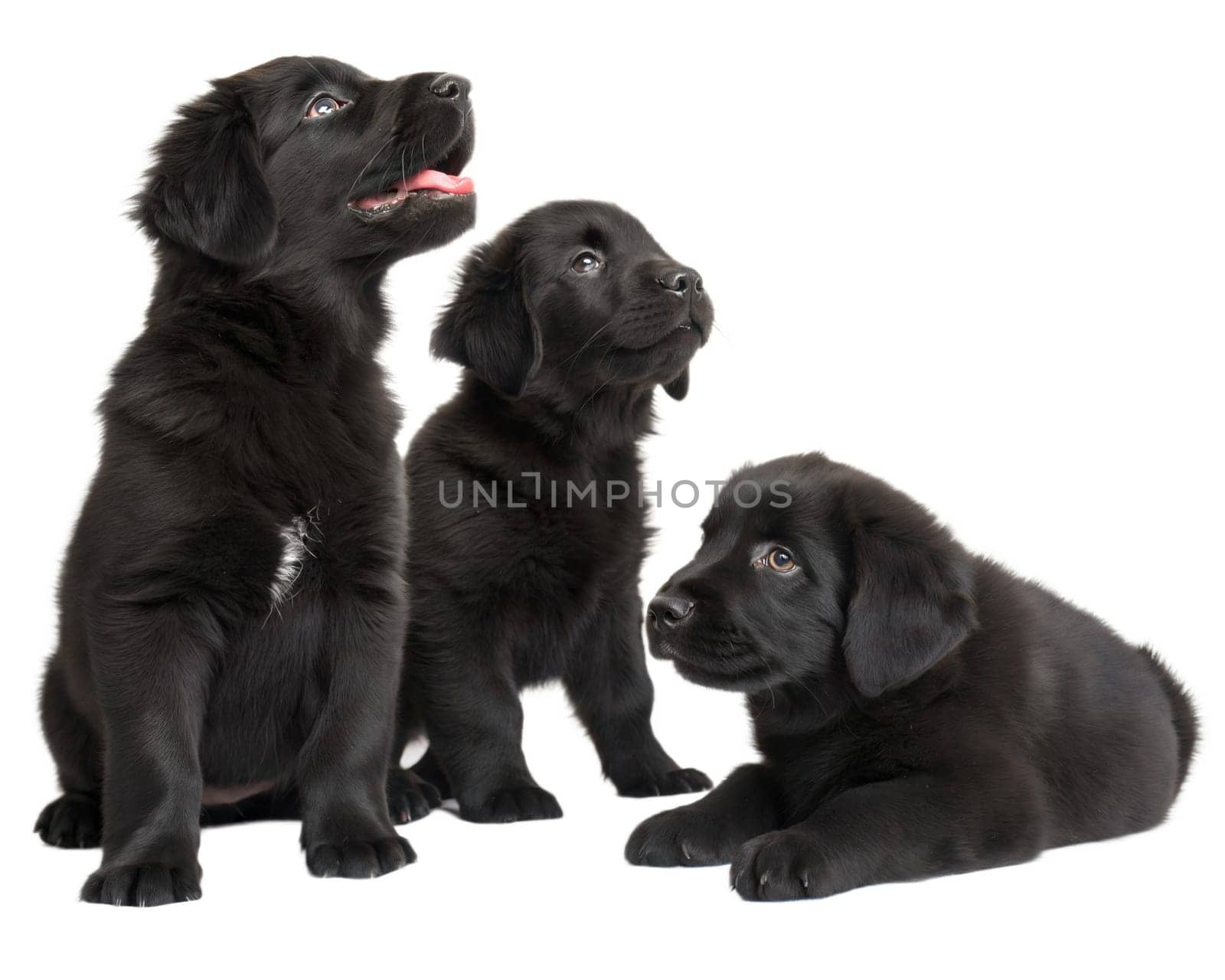 Flat coated black retriever puppies isolated on white background. Three black retriever puppies on white. Ai generated image