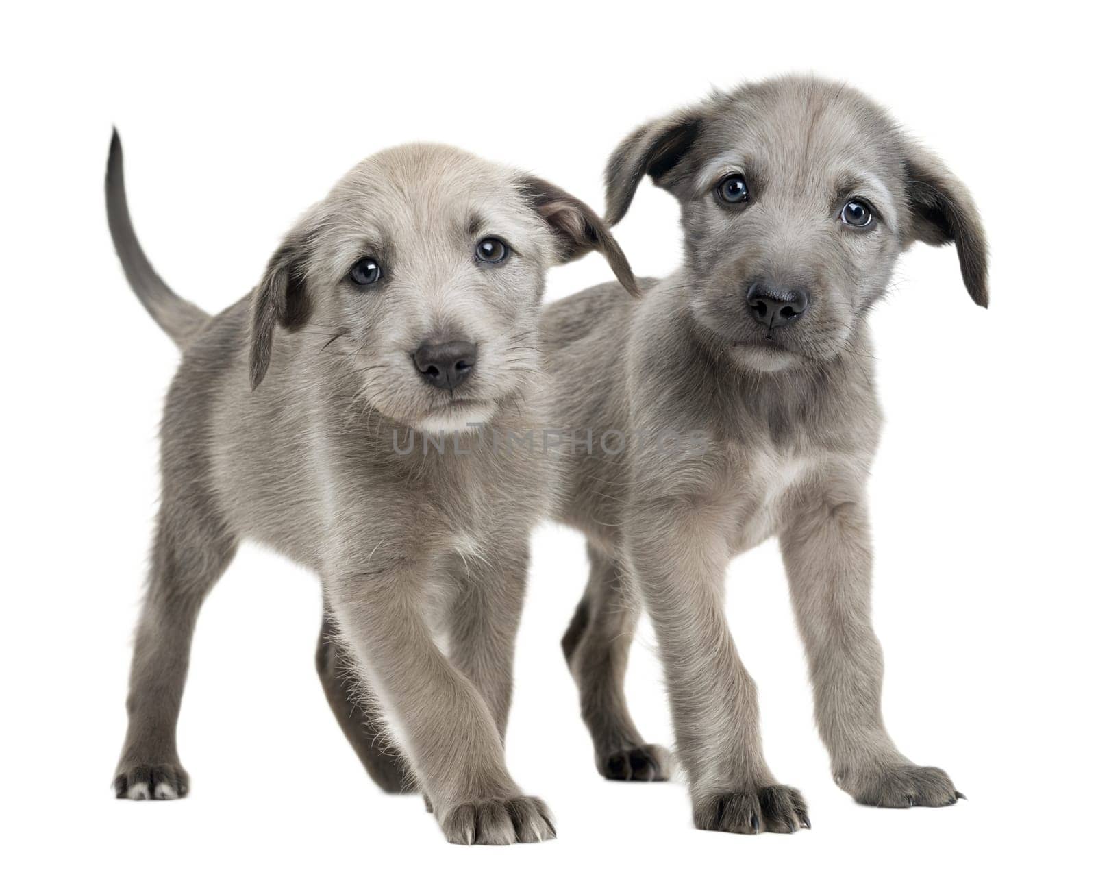 Grey Irish Wolfhound puppies isolated on white background. Irish Wolfhound puppies standing and looking at camera on white. Ai generated image