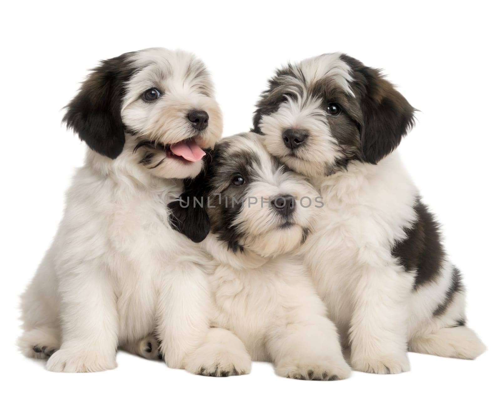 Polish Lowland Sheepdog puppies isolated on white background. Three Polish Lowland Sheepdog puppies on white background. Ai generated image