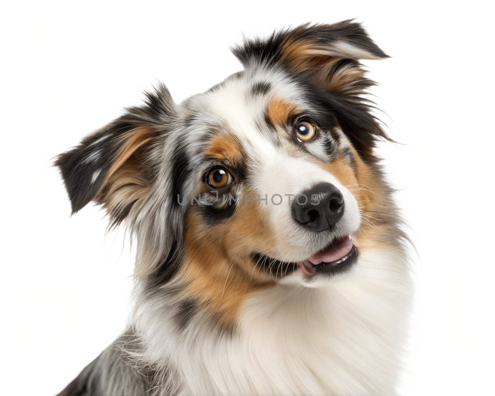 Miniature American Shepherd portrait looking at camera isolated on white background. American Shepherd headshot on white. Ai generated image
