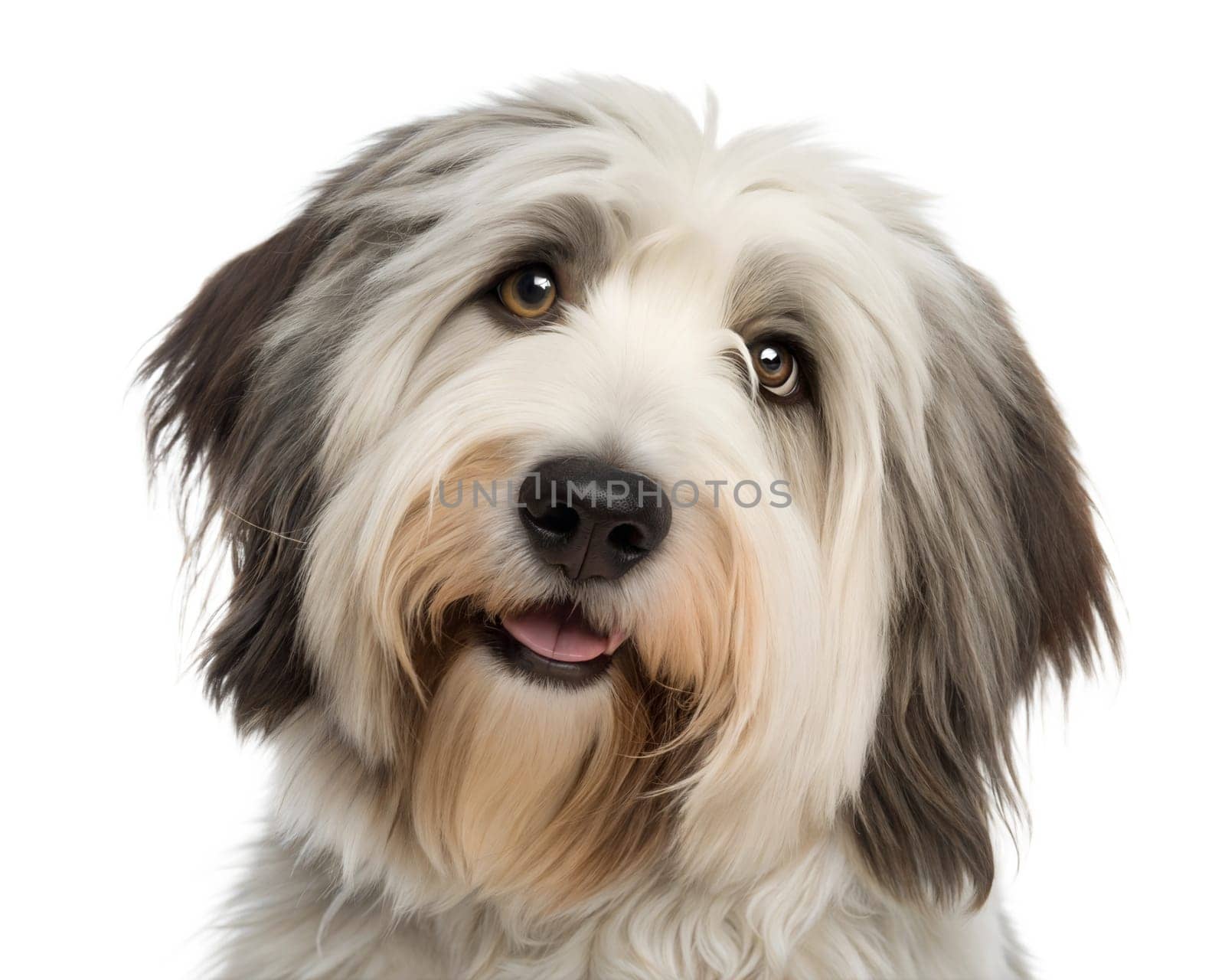 Polish Lowland Sheepdog portrait looking at camera isolated on white background. Polish Lowland Sheepdog headshot on white background. Ai generated image