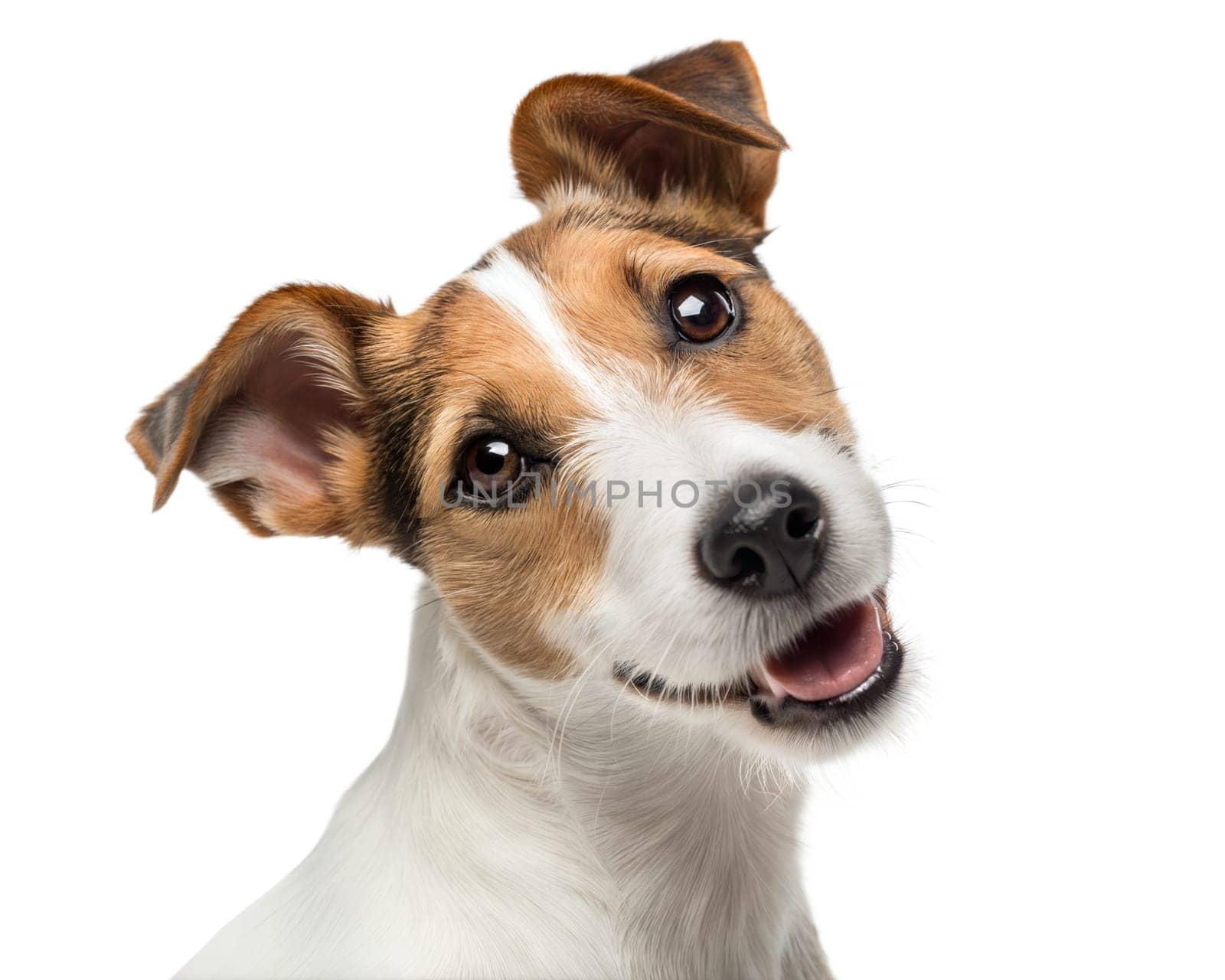 Parson russel terrier portrait looking at camera isolated on white background. Parson russel terrier headshot on white. Ai generated image