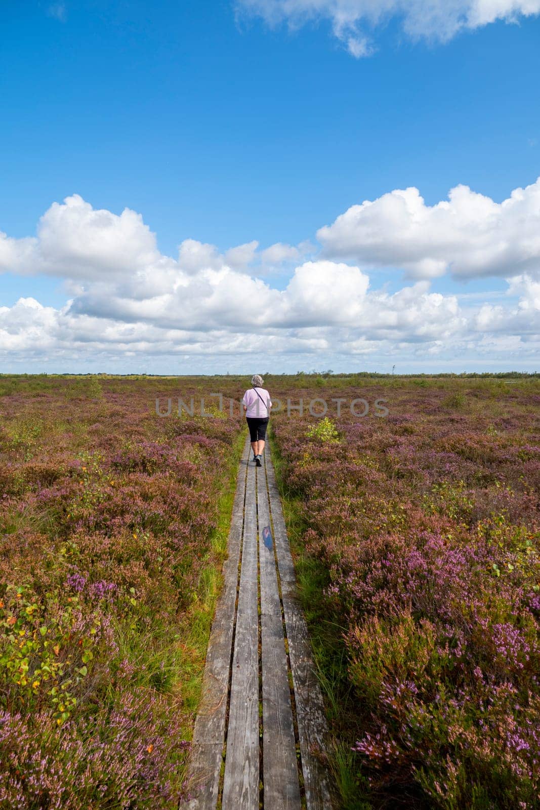 An elderly woman walks alone on a wooden path through scenic moors and heather fields under a bright blue sky. The landscape features lush purple flowers