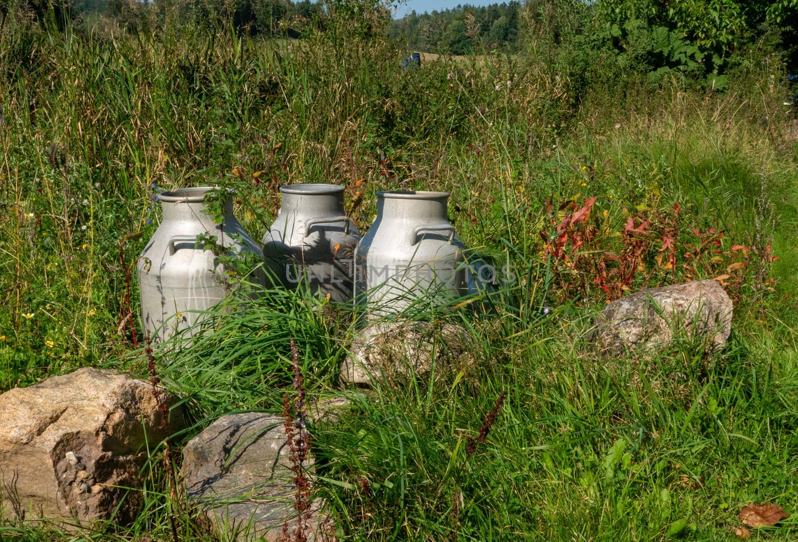 Three traditional milk cans are nestled among vibrant greenery and stones in a serene rural landscape, evoking rustic charm and pastoral simplicity.