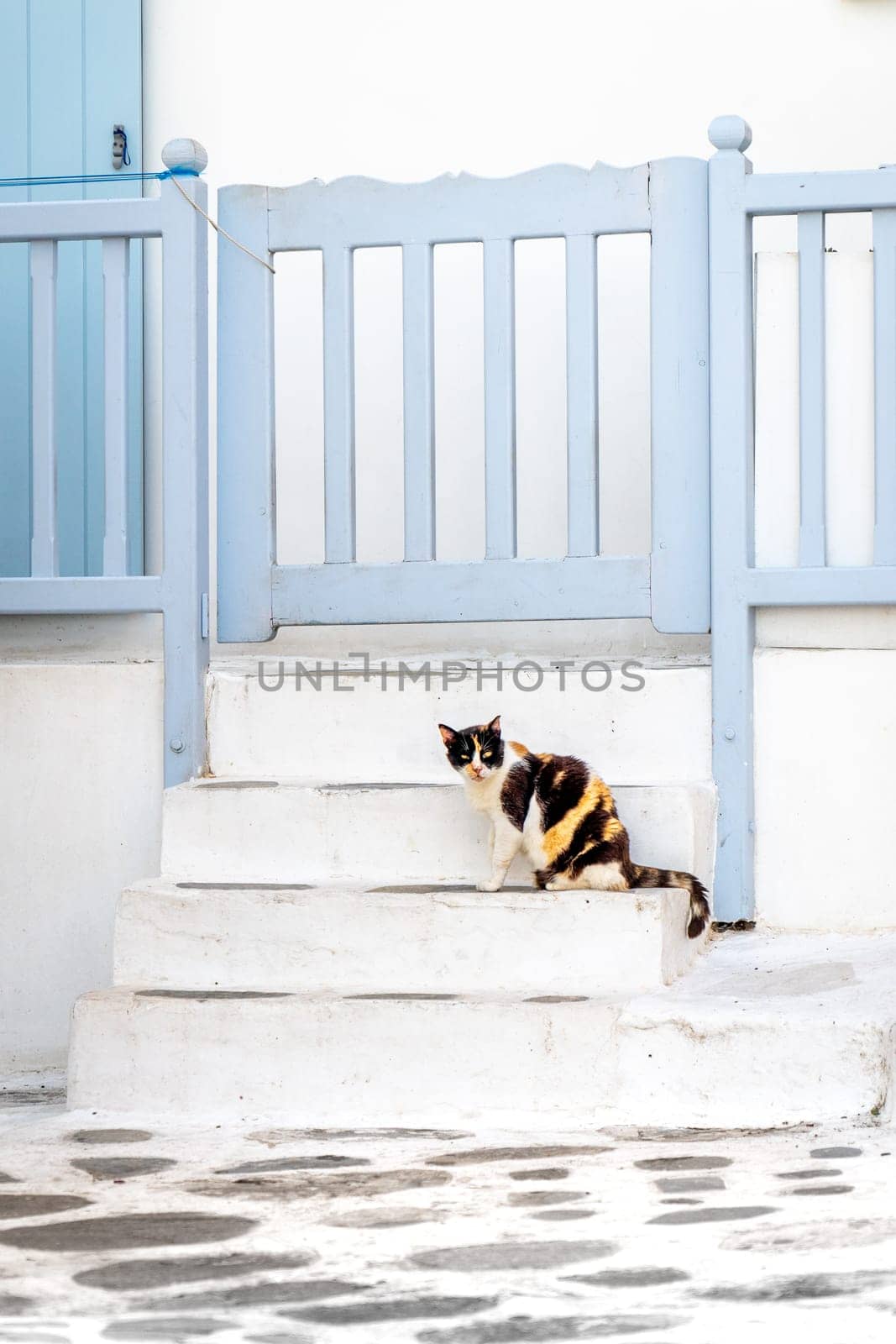 Calico cat sitting on a street in the Greek islands
