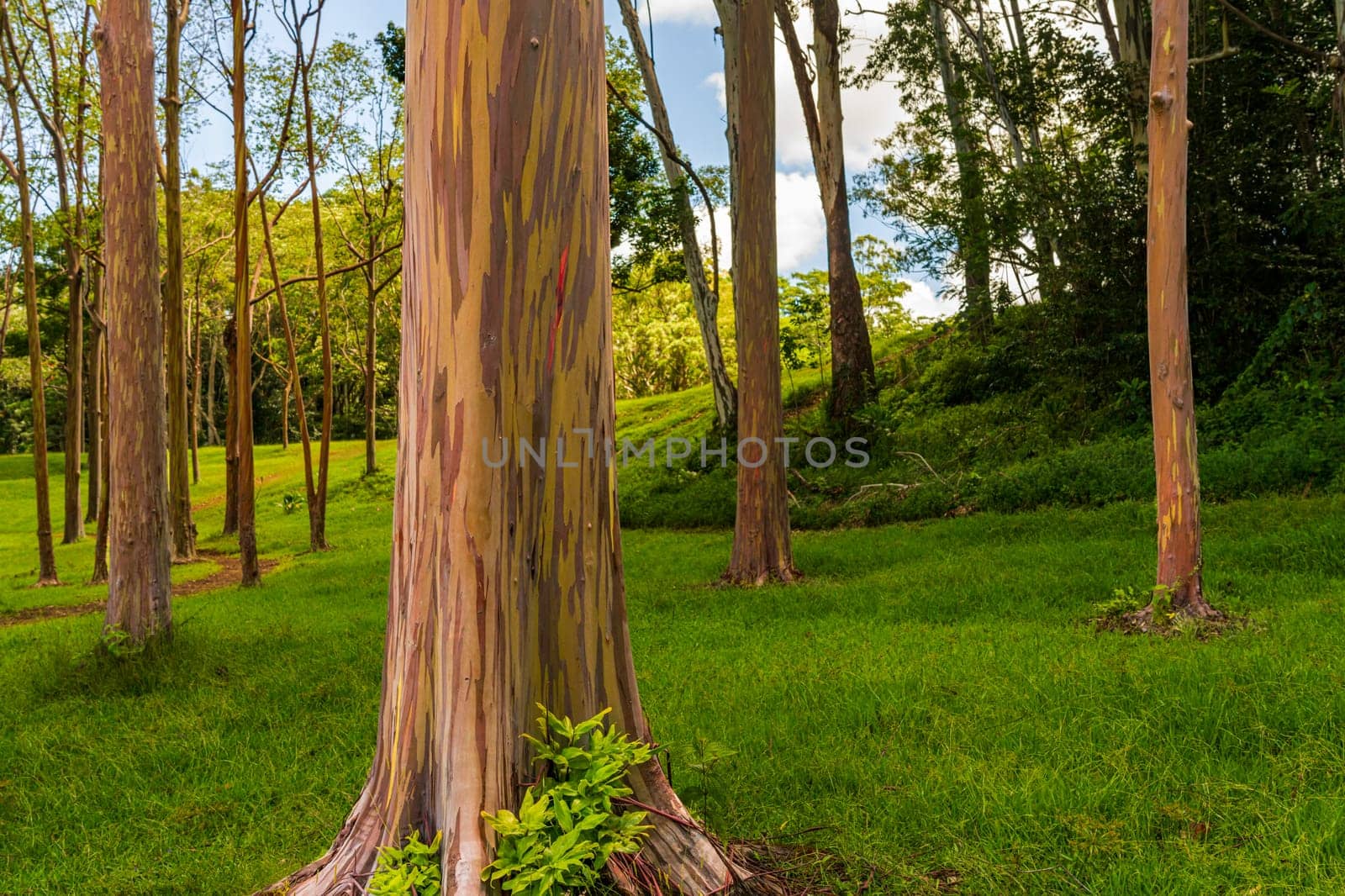 Group of rainbow eucalyptus trees in Keahua Arboretum by steheap