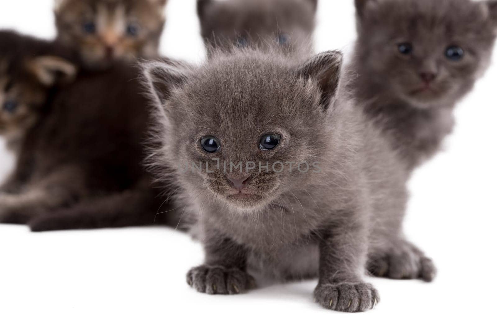 Gray kitten on background of his brothers, close-up