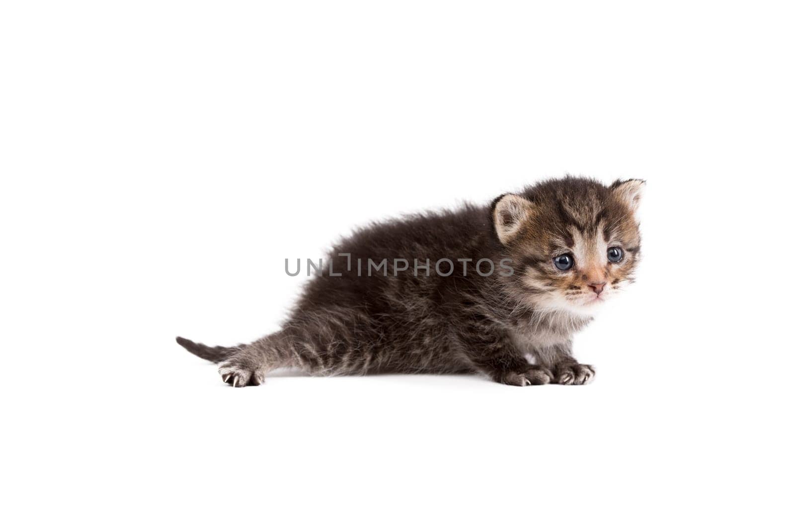 Image of sad tabby kitten, isolated on white background