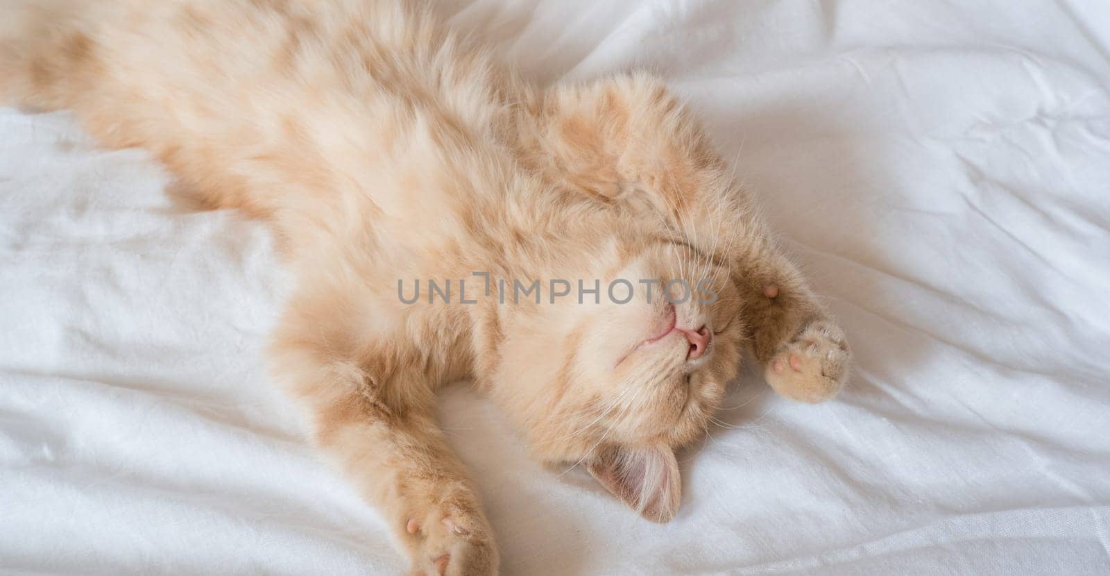 Ginger cat sleeps on his back on a soft white blanket, cozy home and vacation concept, cute red or ginger kitten