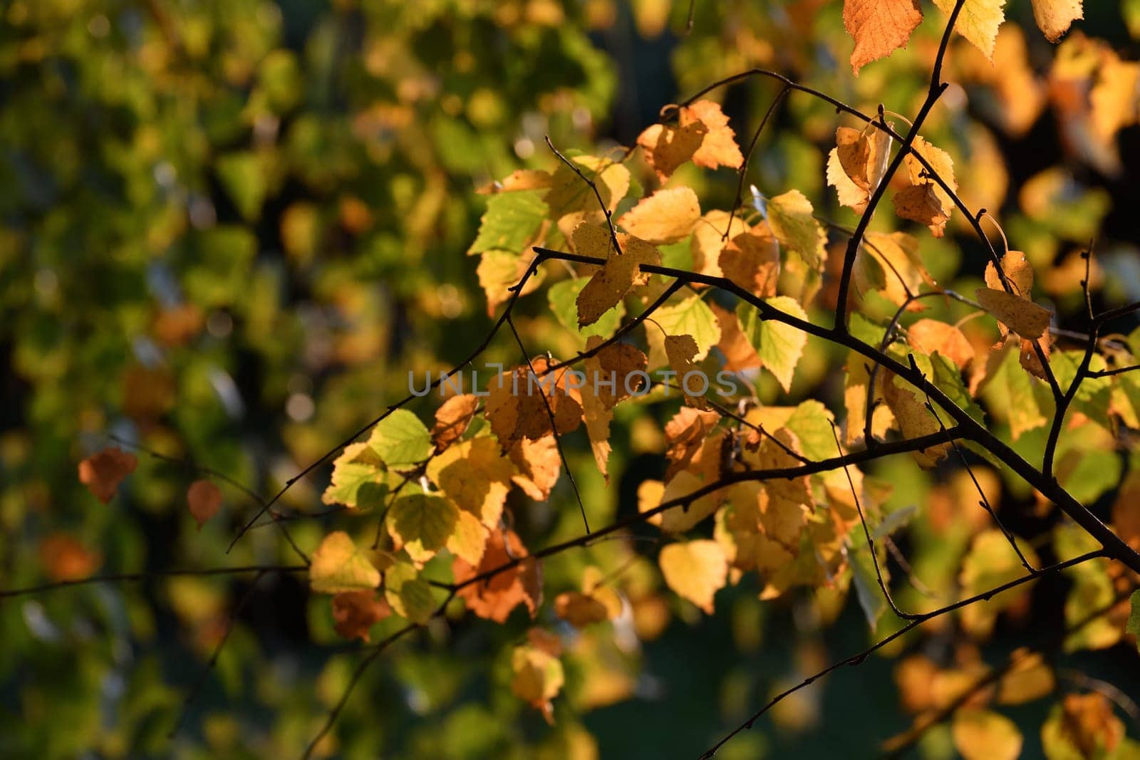 Yellow birch leaves on a tree branch in autumn by olgavolodina