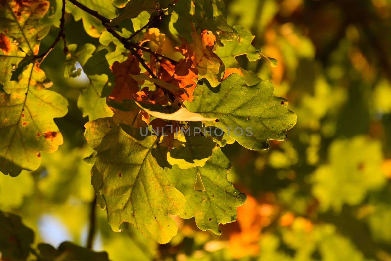 Yellow leaves on oak tree branch in autumn