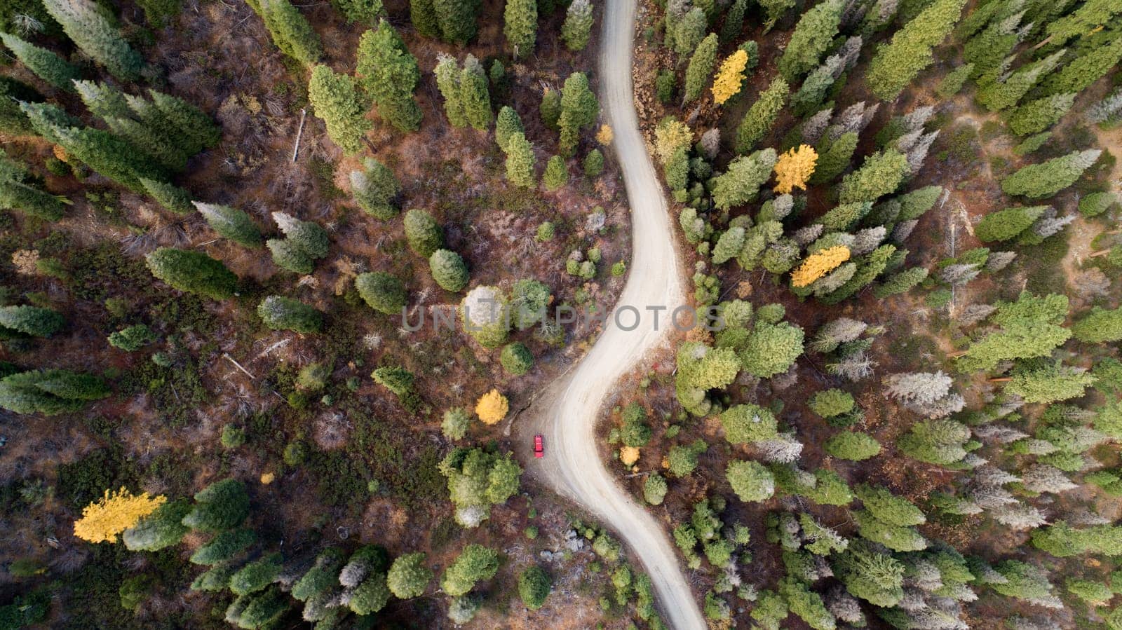 A road with trees on both sides. A red car is driving down the road. The road is narrow and winding