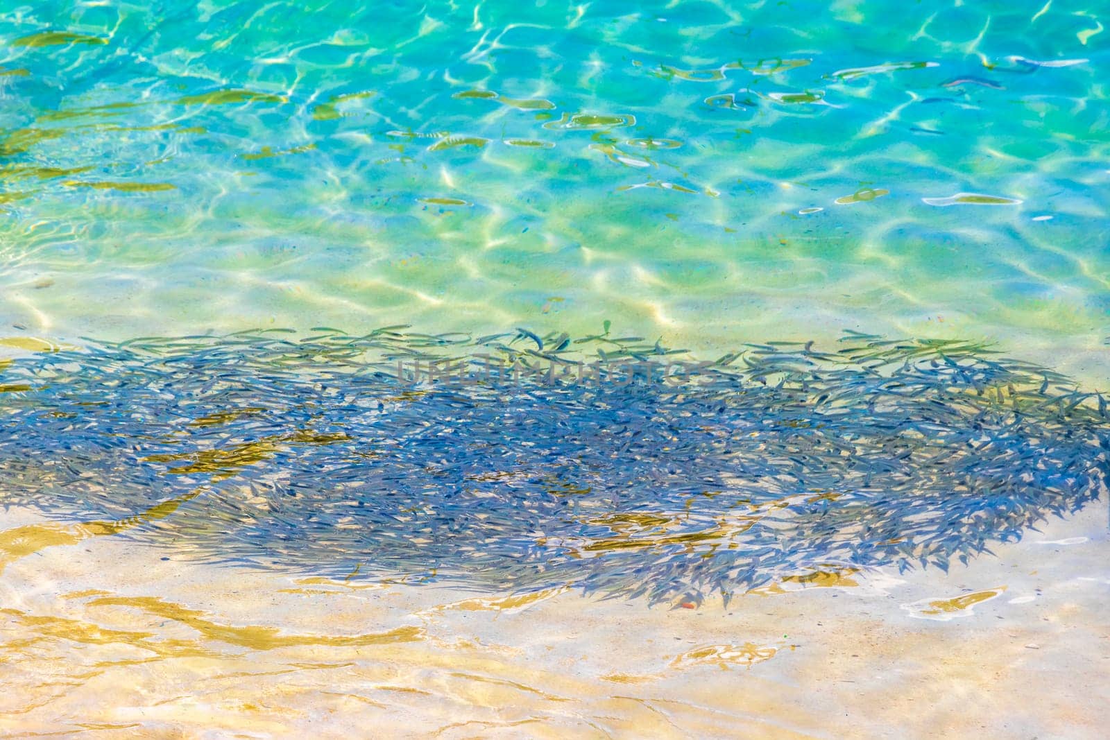 A lot of little fish snorkeling in clear turquoise water on Koh Phi Phi Don island in Ao Nang Amphoe Mueang Krabi Thailand in Southeast Asia.