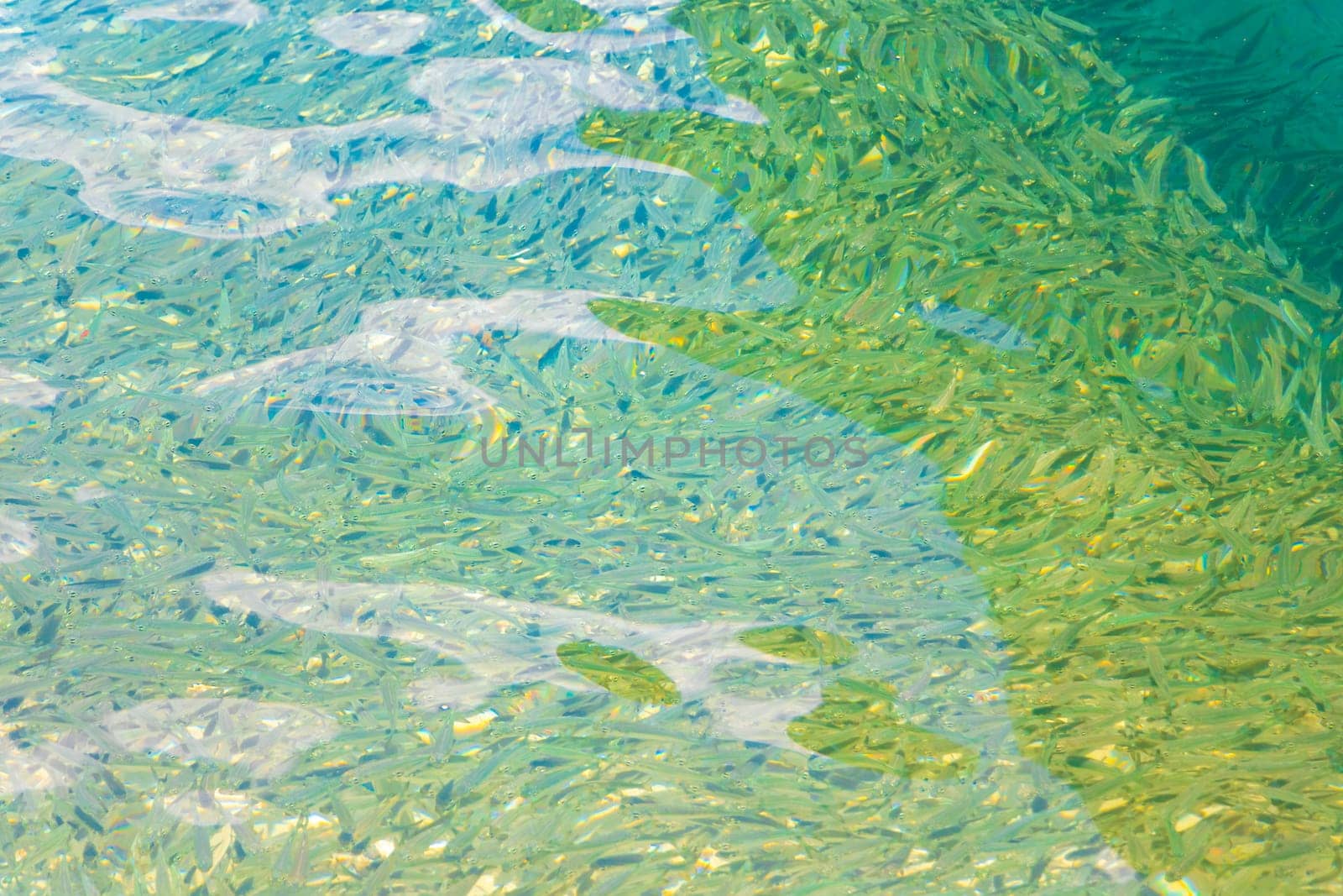 A lot of little fish snorkeling in clear turquoise water on Koh Phi Phi Don island in Ao Nang Amphoe Mueang Krabi Thailand in Southeast Asia.