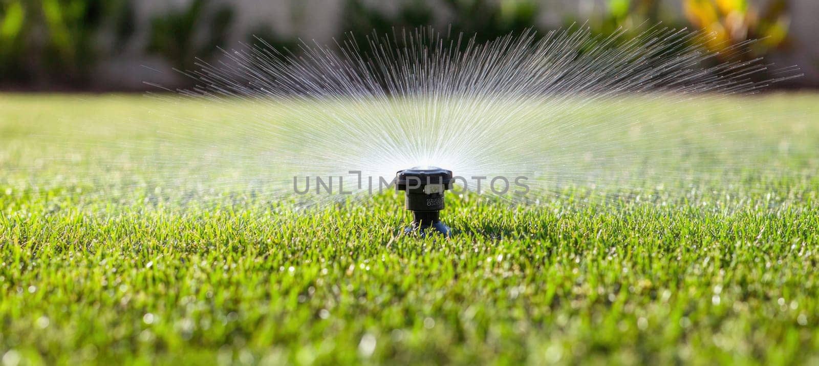 Sprinkler spraying water on green grass lawn, garden irrigation system