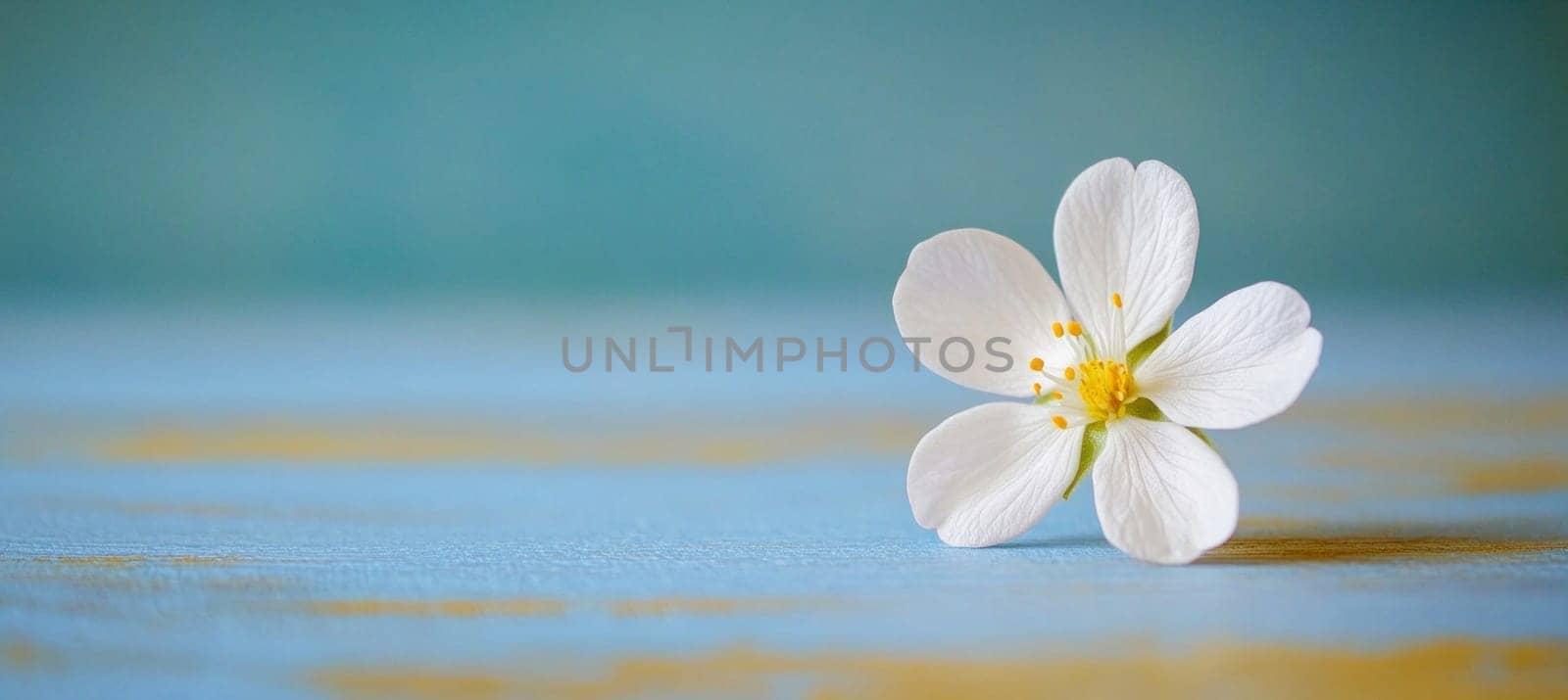 White flower with yellow center on textured blue surface with copy space, conveying freshness and simplicity