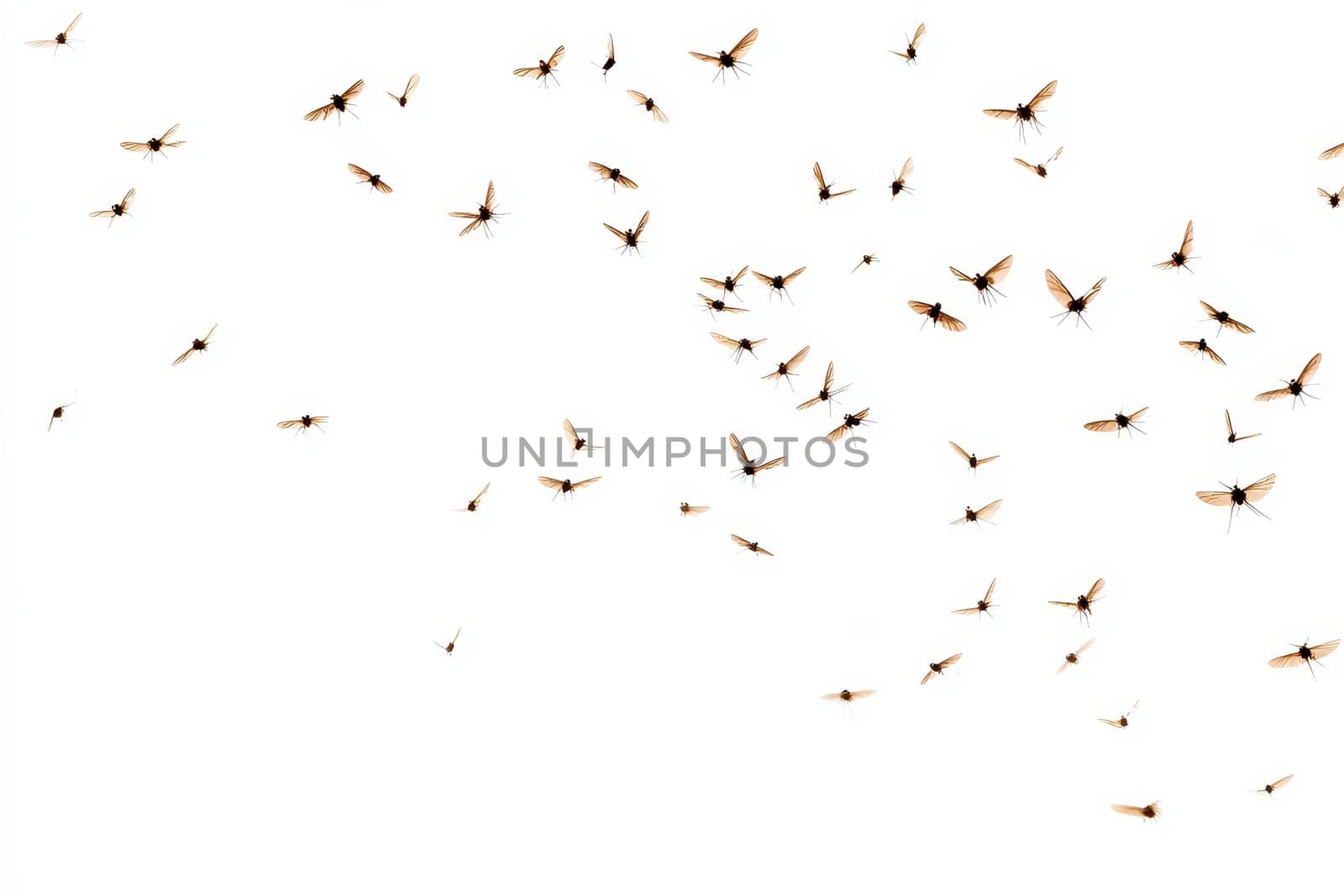 Close up flying mosquitoes isolated on white background..