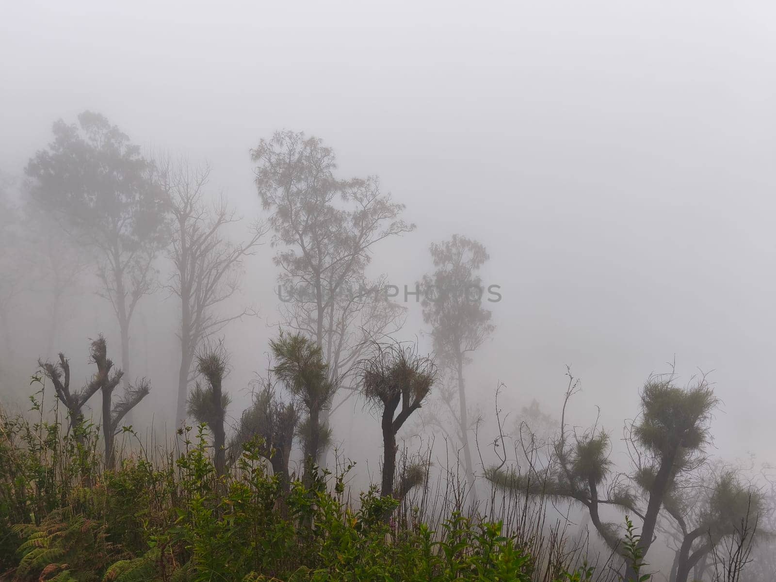 A foggy mountain landscape with tall trees and unique plants near Bromo Mountain