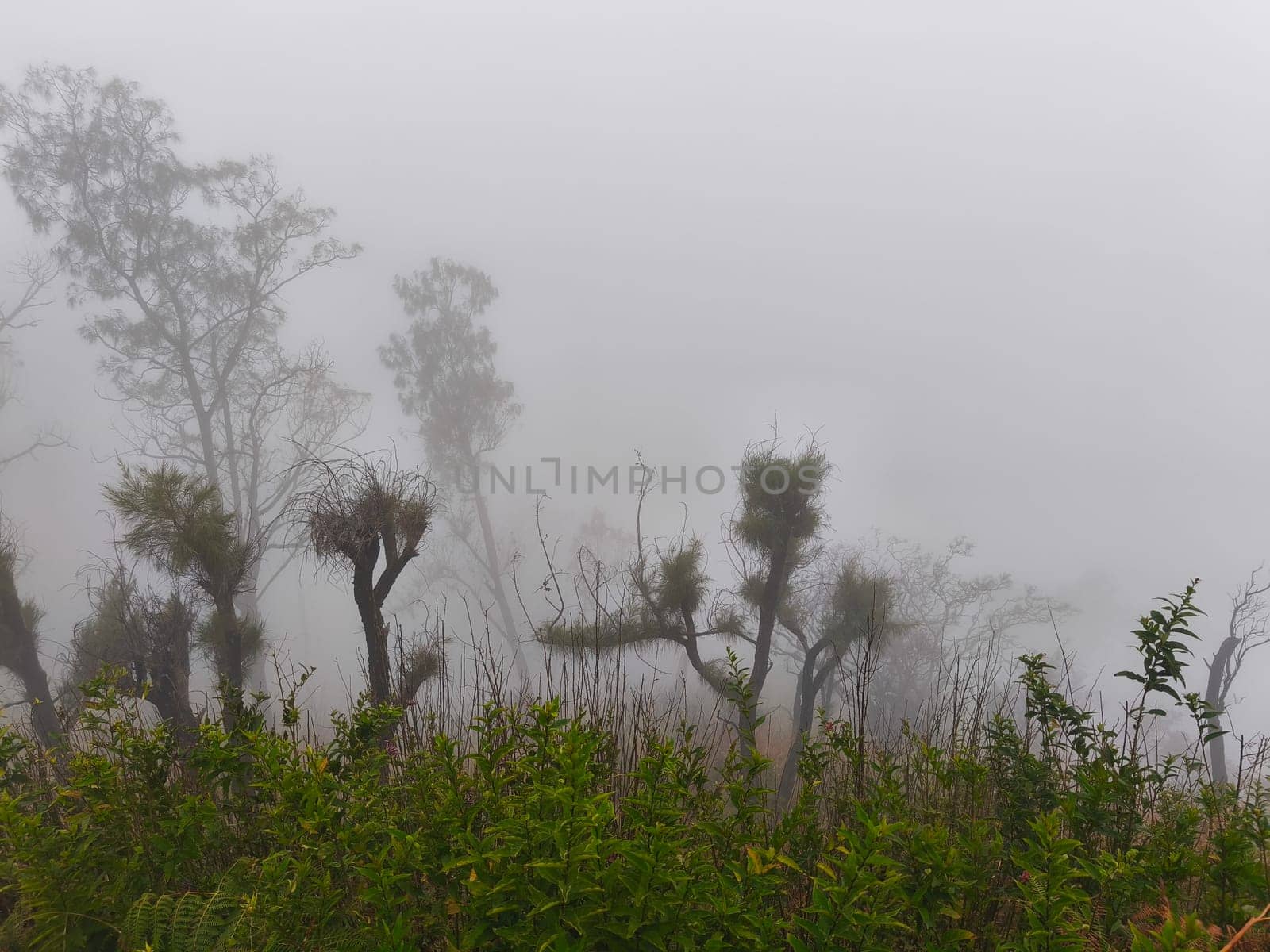 A foggy mountain landscape with tall trees and unique plants near Bromo Mountain