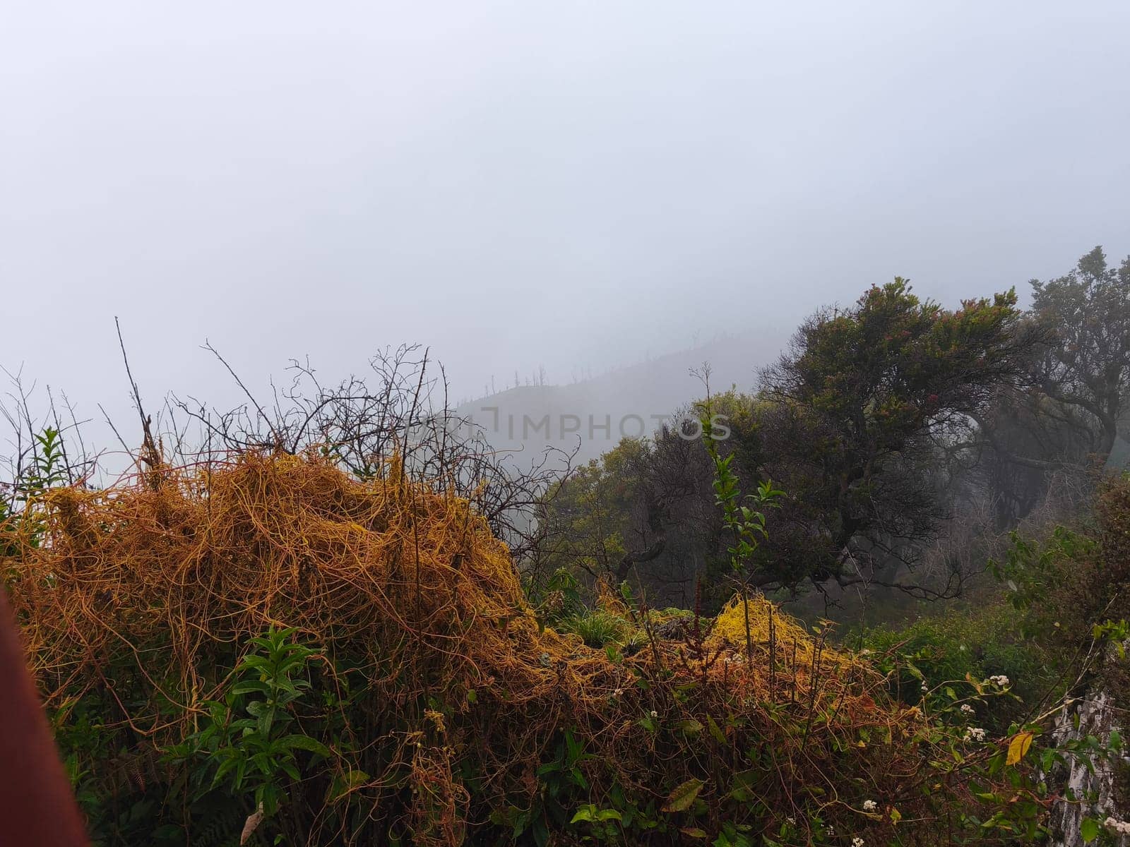 A misty mountain landscape with a foreground of dense vegetation and a hint of a tree line in the distance near Bromo Mountain, Indonesia