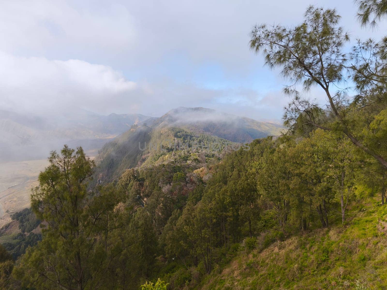 A misty mountain landscape with a foreground of dense vegetation and a hint of a tree line in the distance near Bromo Mountain, Indonesia