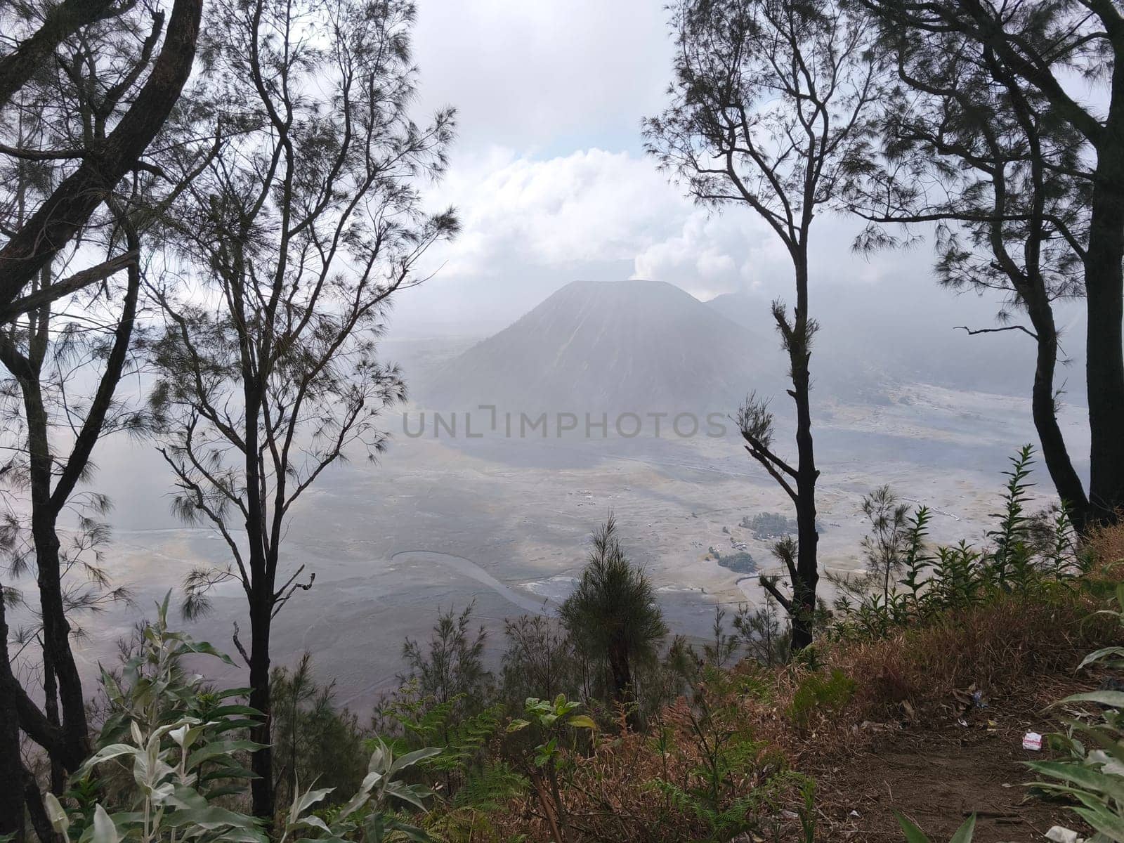 A misty mountain landscape with a foreground of dense vegetation and a hint of a tree line in the distance near Bromo Mountain, Indonesia