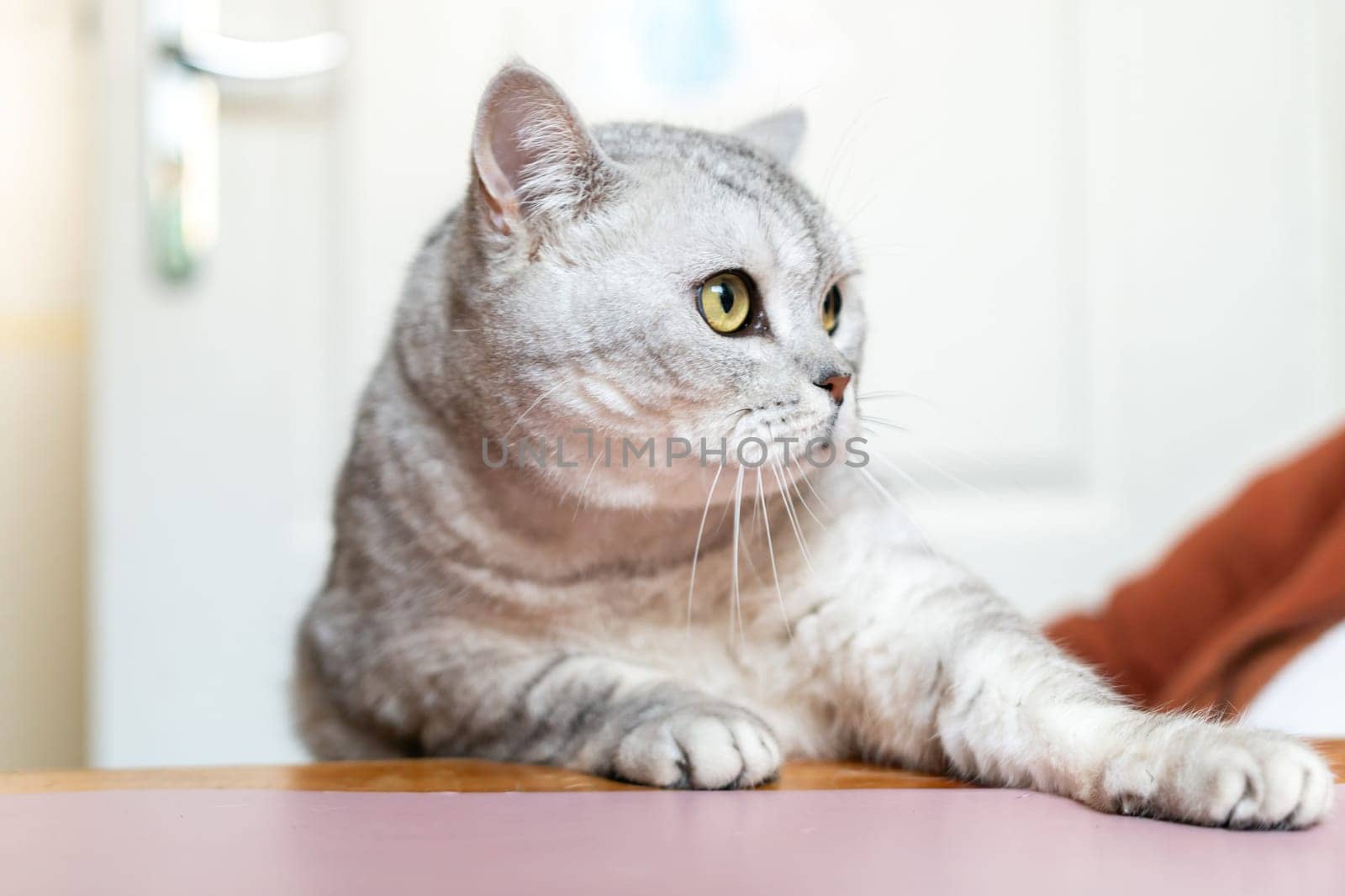 A grey and white cat with green eyes sits on a table, looking to the right.
