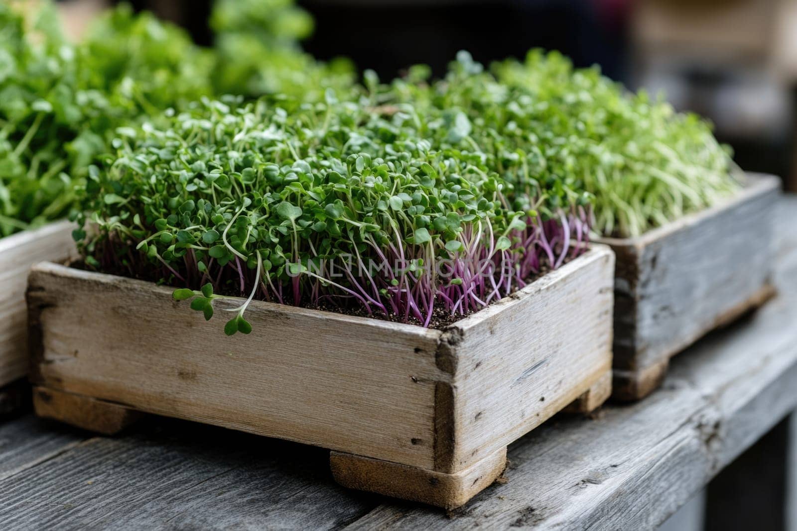 Fresh beginnings: green sprouts symbolizing growth, renewal, representing beauty of nature resilience, promise of new life as they emerge from the earth, vibrant, full of potential