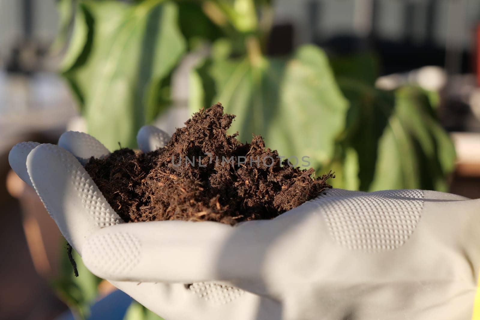 A hand wearing a glove gently holds nutrientrich soil amid a beautiful garden setting