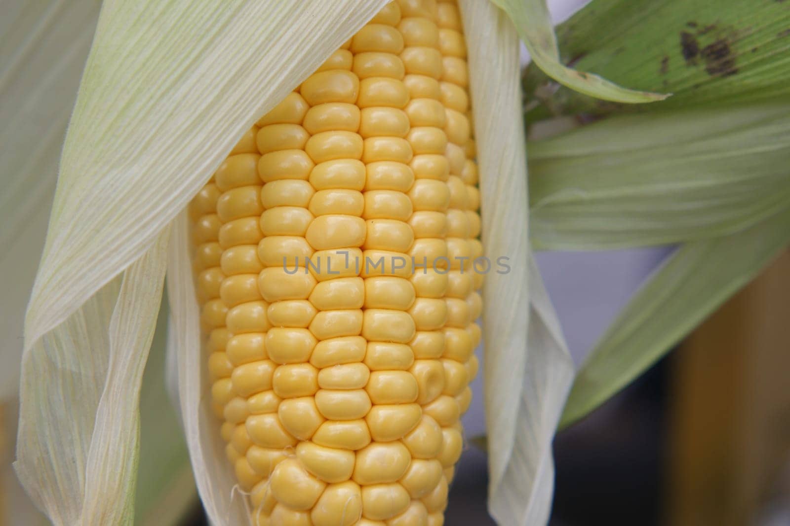 The vibrant yellow corn on the cob, partially husked, is now truly ready for cooking or grilling