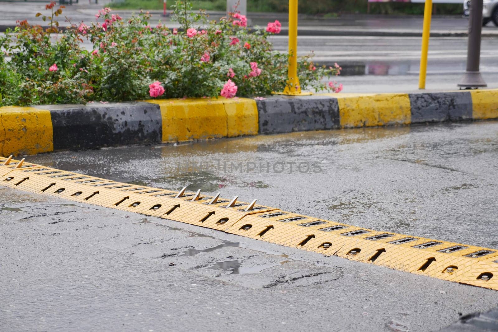 The rainsoaked pavement showcases both speed bumps and a variety of colorful flowers blooming