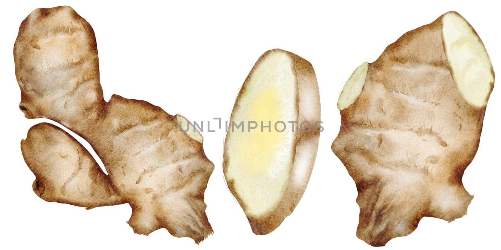 Ginger watercolor set. Hand drawn hot root on isolated white background. Clip art fruits and spices for hot drinks. Ideal for natural tea design and nutritionist blogs design. High quality illustration