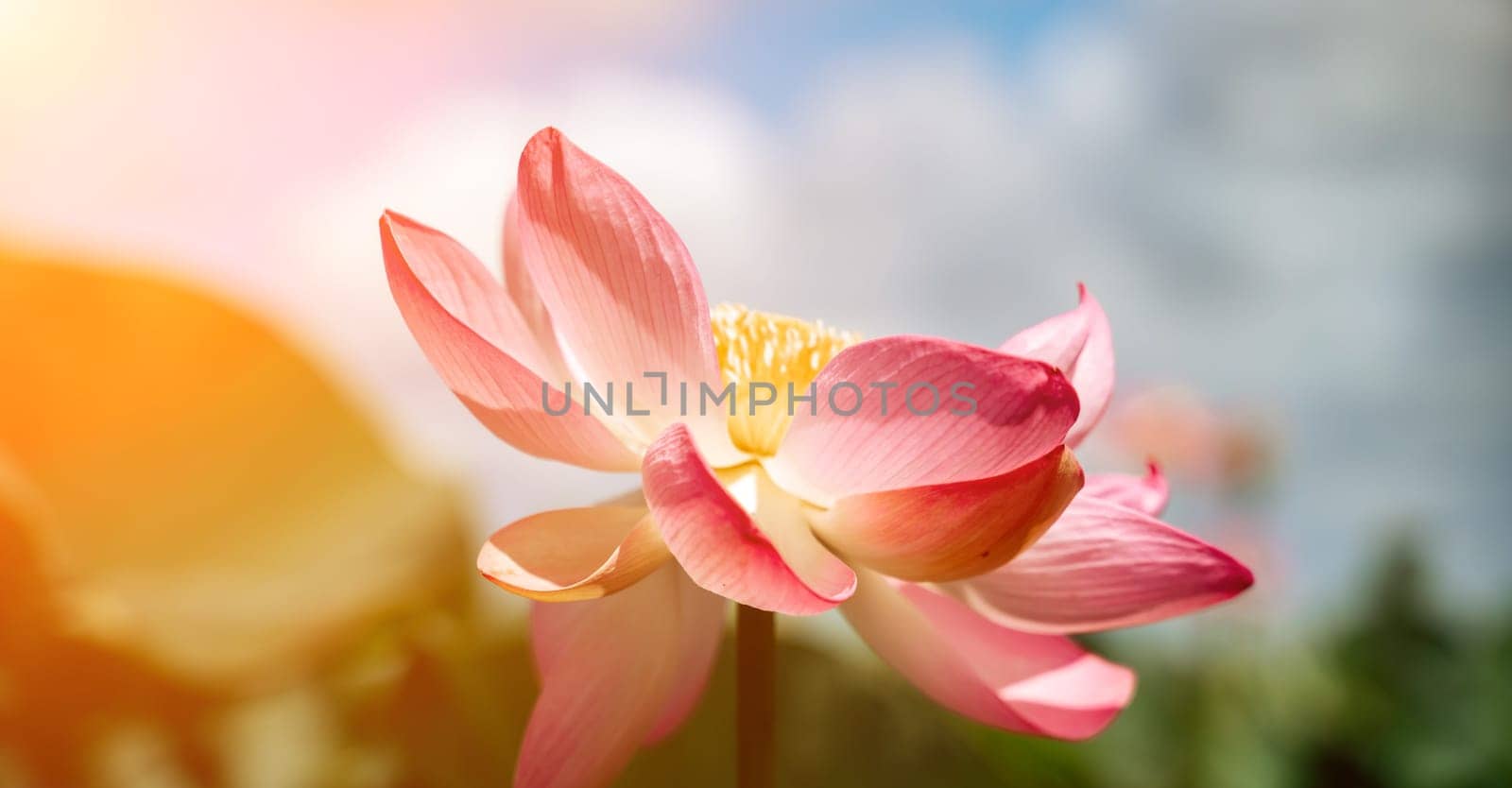 A pink lotus flower sways in the wind. Against the background of their green leaves. Lotus field on the lake in natural environment