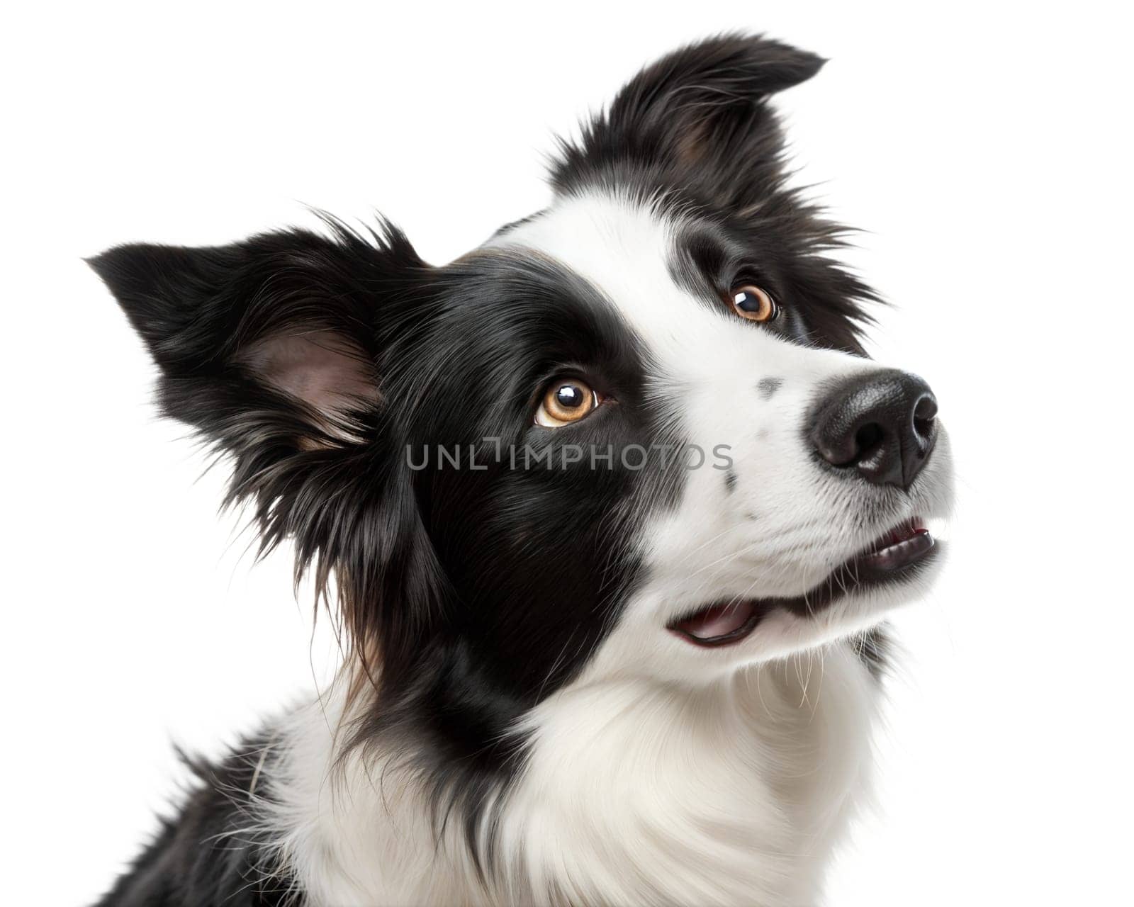 Black and white border collie portrait isolated on white background. Border collie headshot on white background. ai generated image